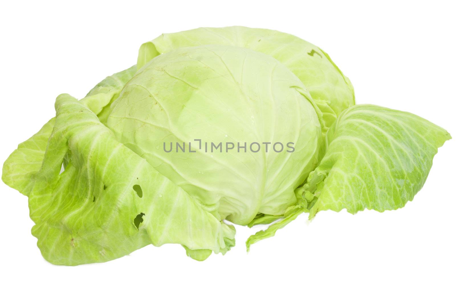 Cabbage isolated on a white background 