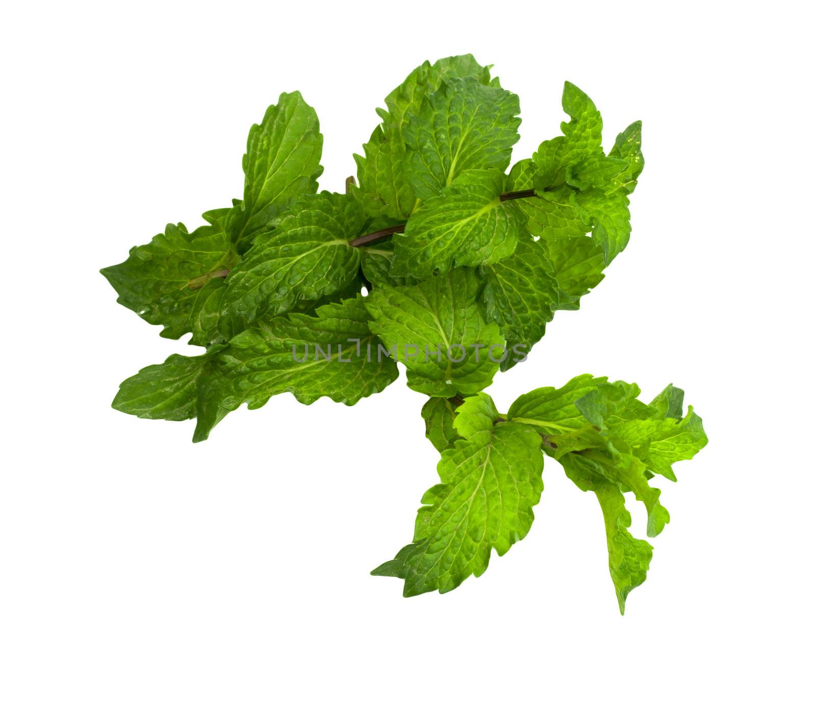 mint on a white background 