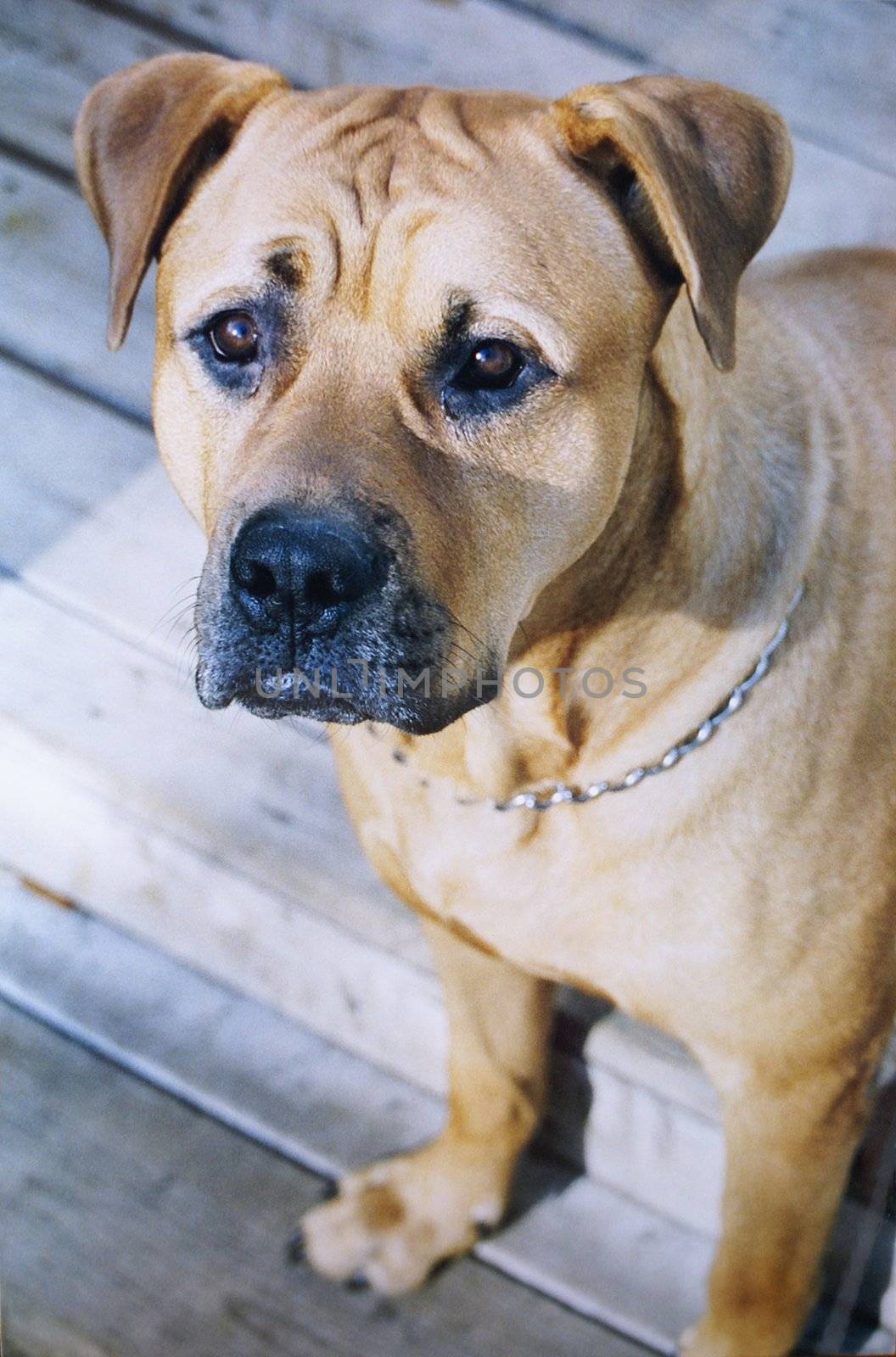 A beautiful brown dog poses for a portrait on a wood deck.