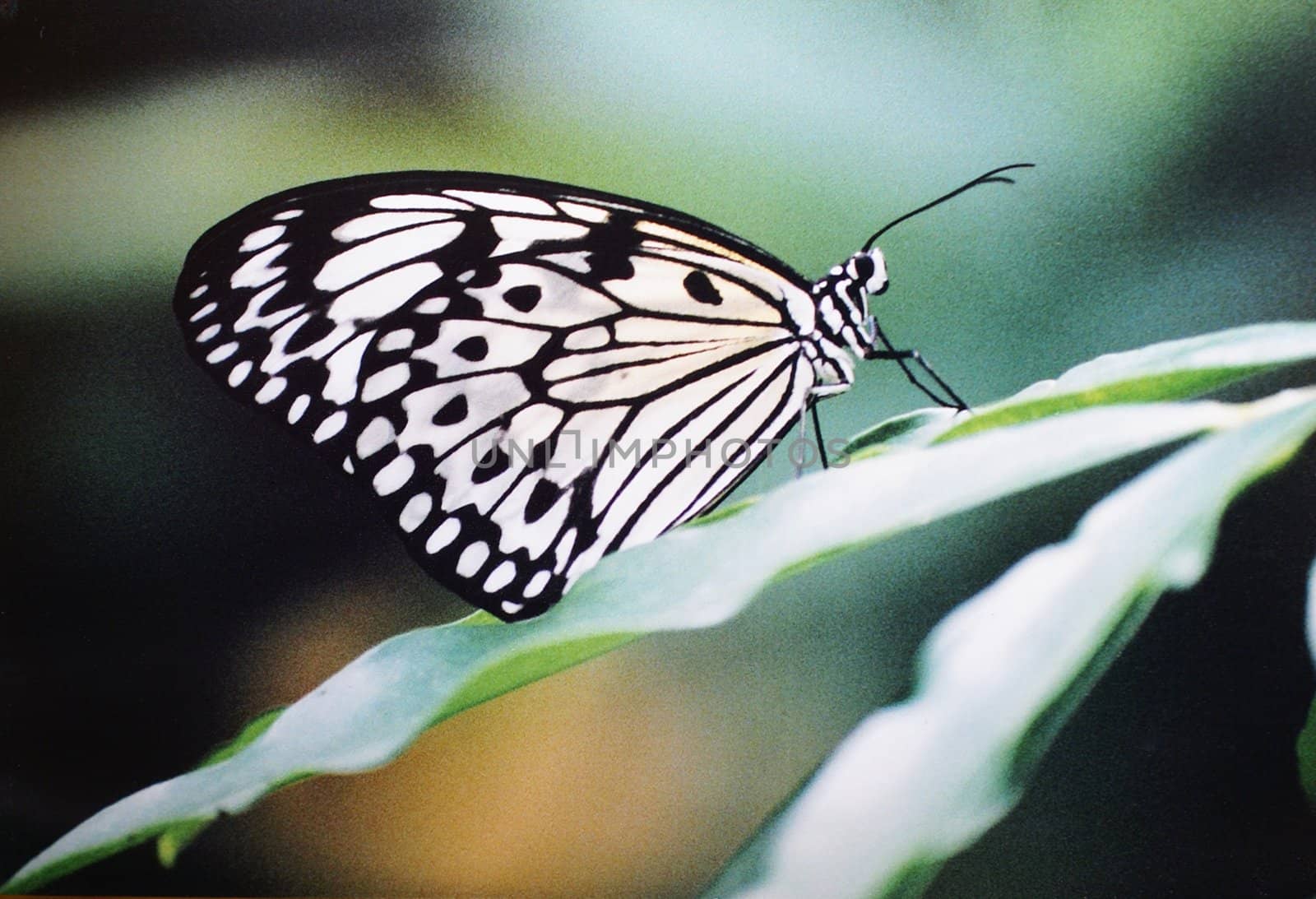 Idea Leuconoe Butterfly by AlphaBaby