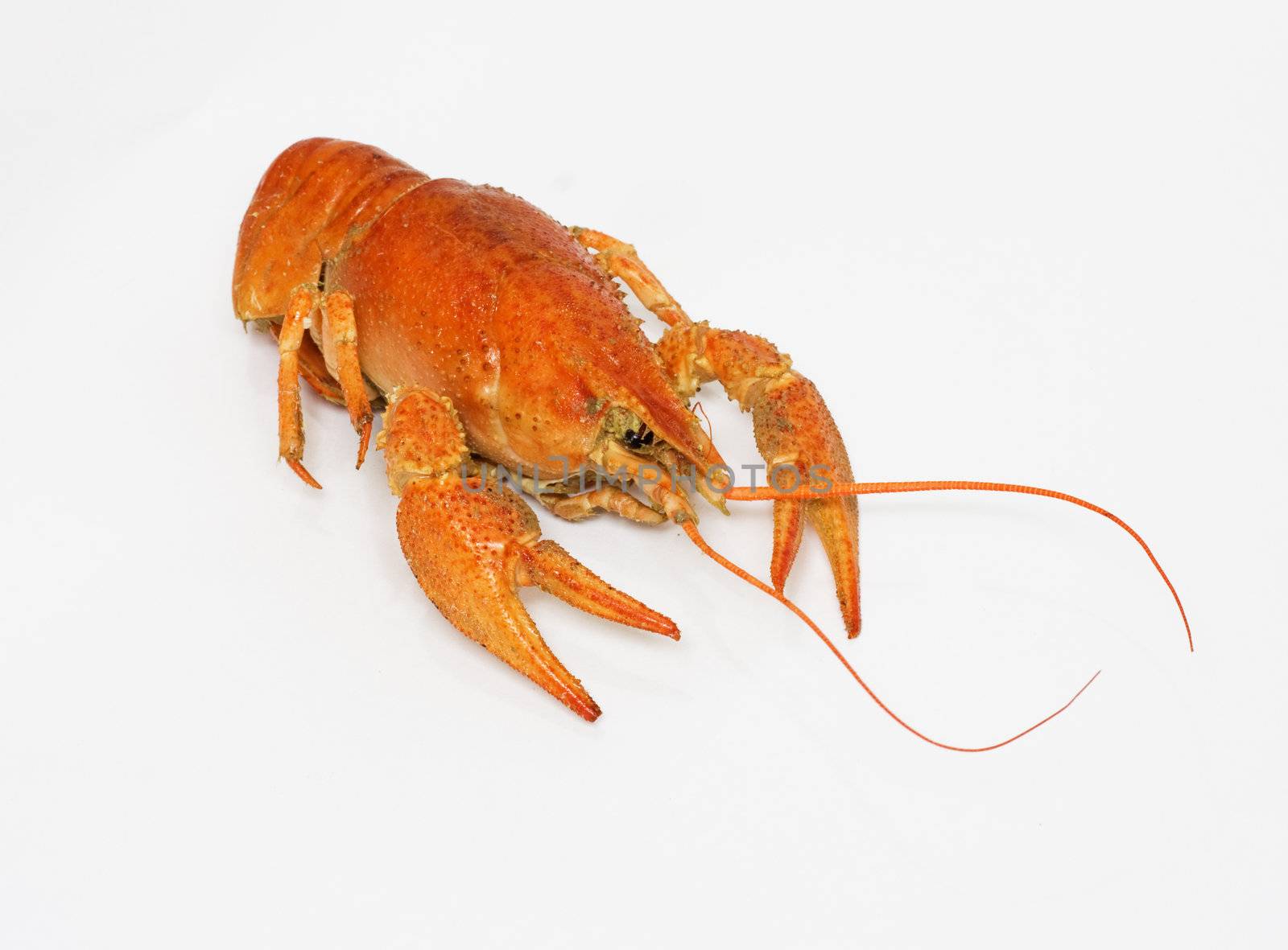 A large cooked red lobster over white