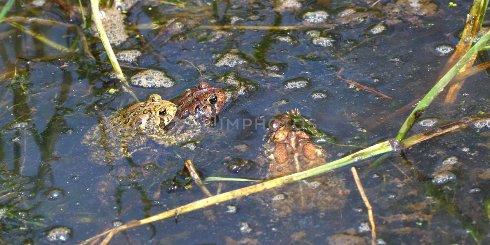 American Toad (Bufo americanus) by Wirepec