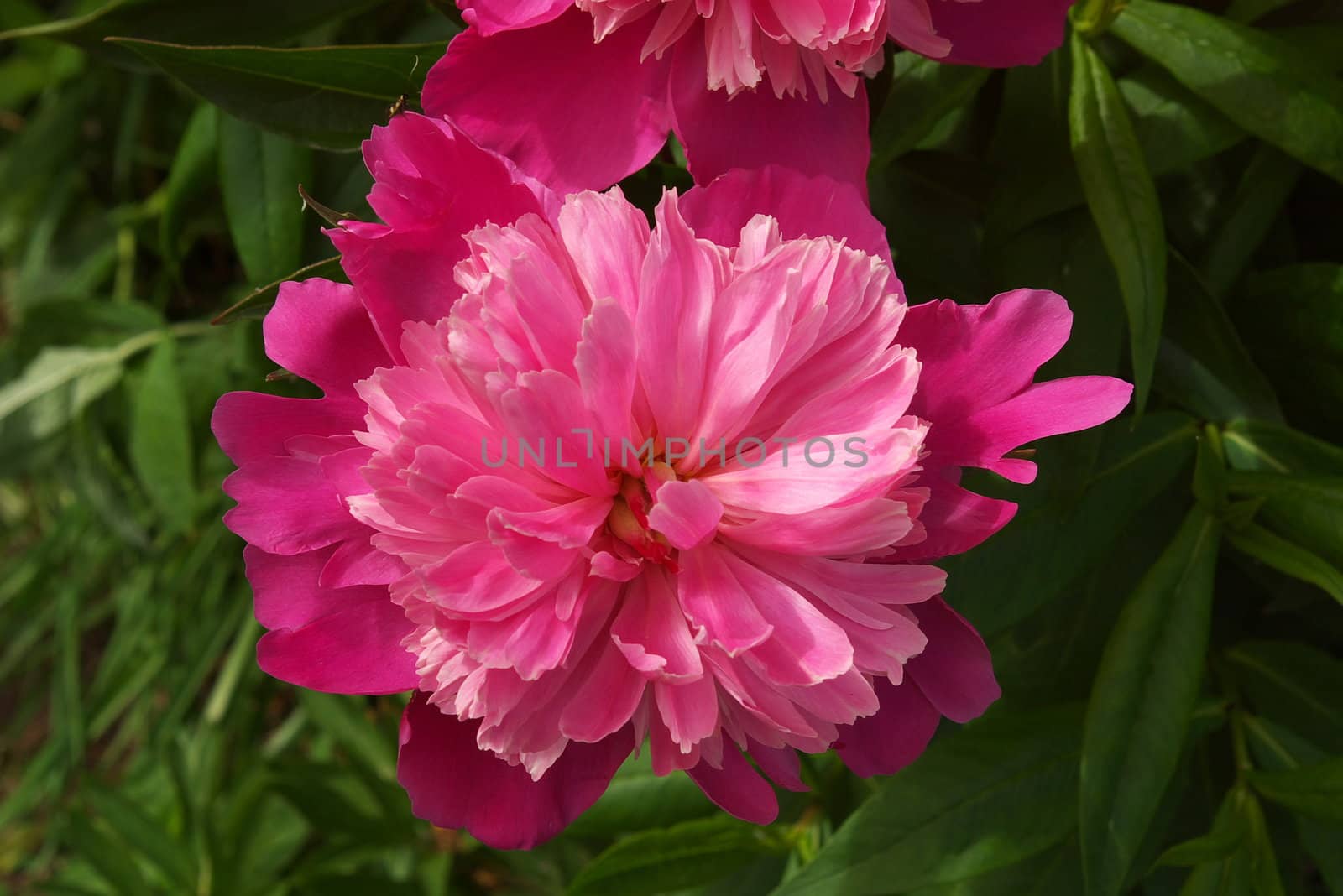 macro photo of the dahlia in summer garden