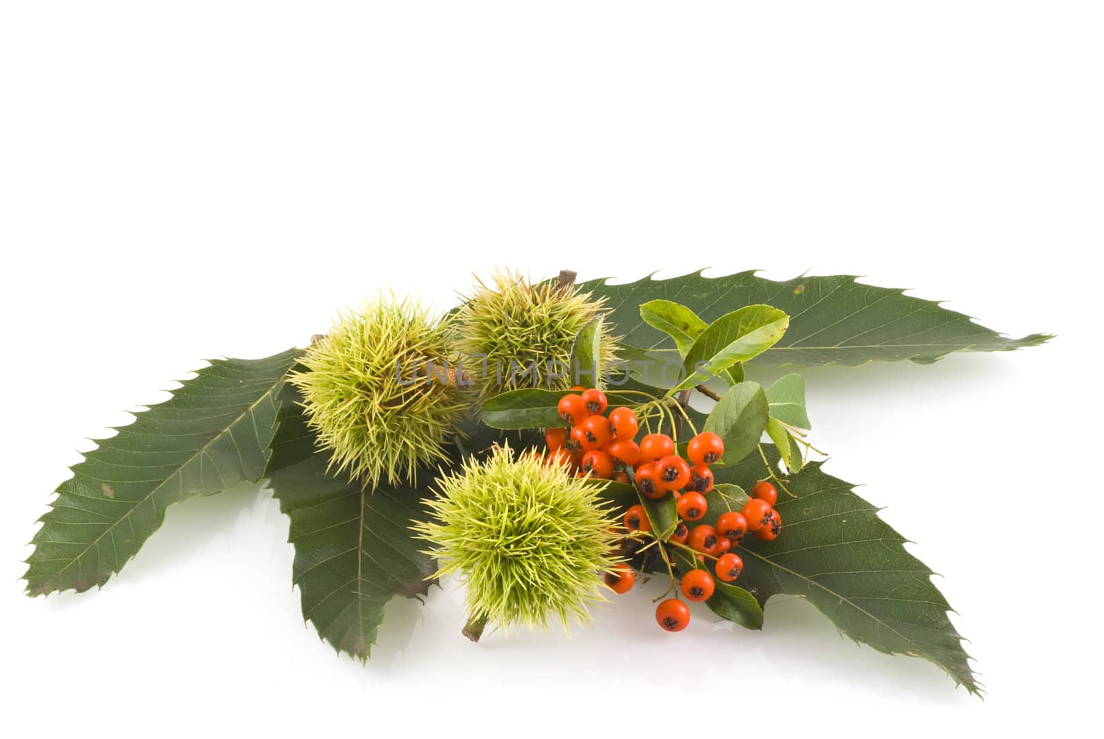 Chestnut leaves with young chestnuts and orange berries on white.                  