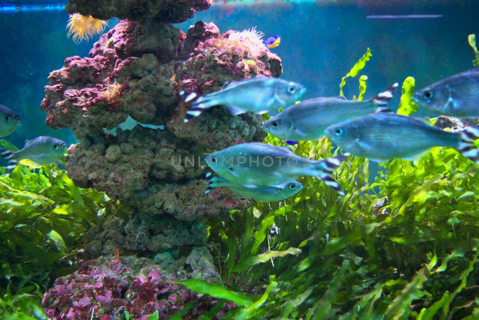 photo of the aquarium with beautiful tropical fish