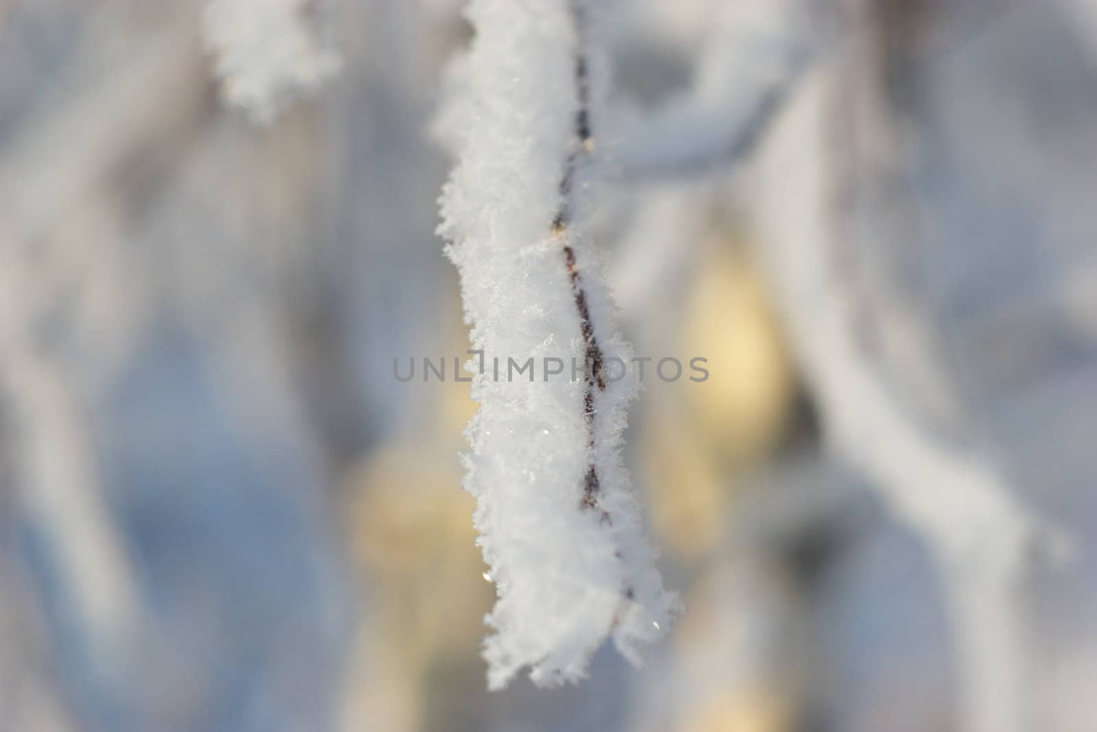 rime on branch tree in winter forest