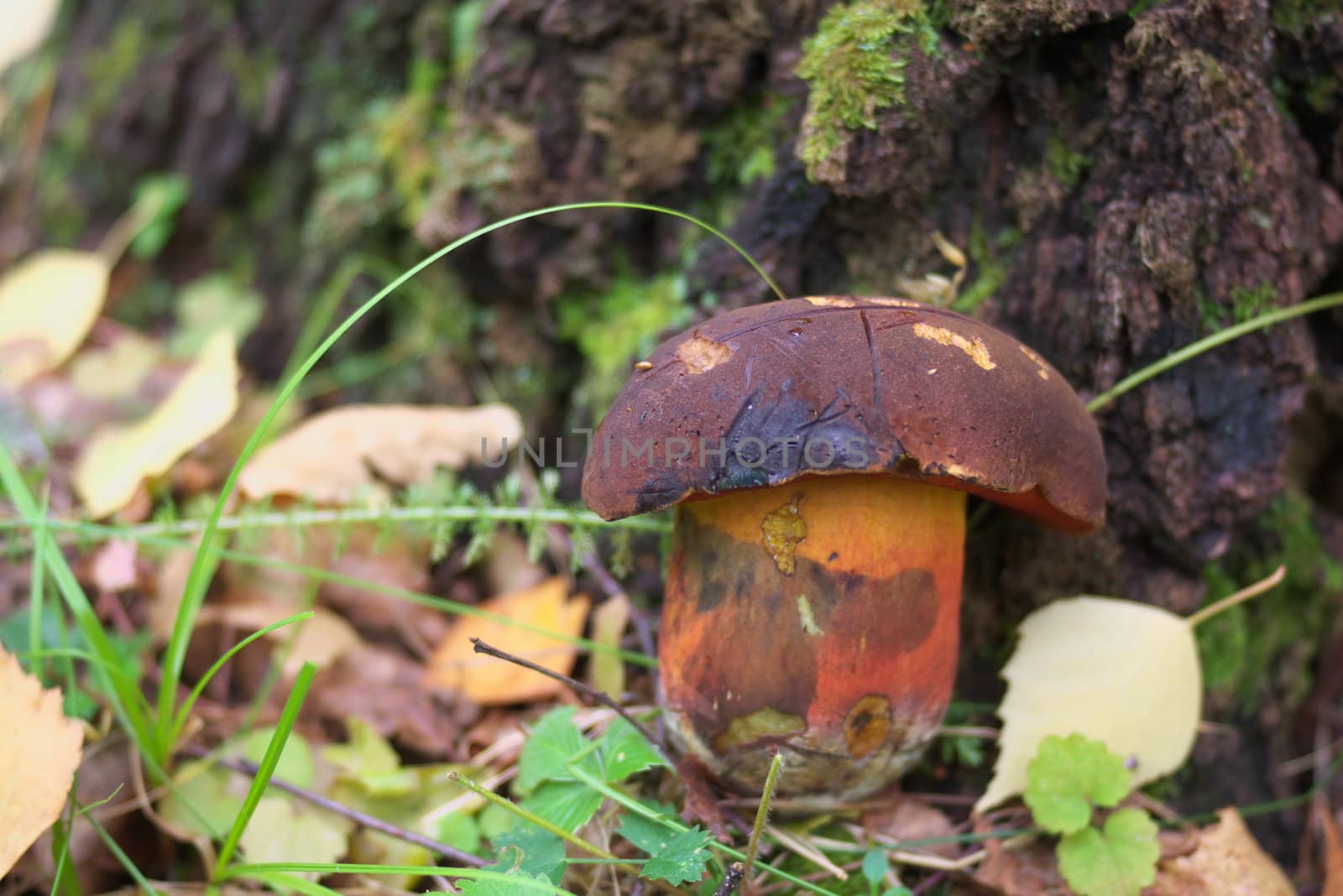 macro photo of the mushroom in autumn forest