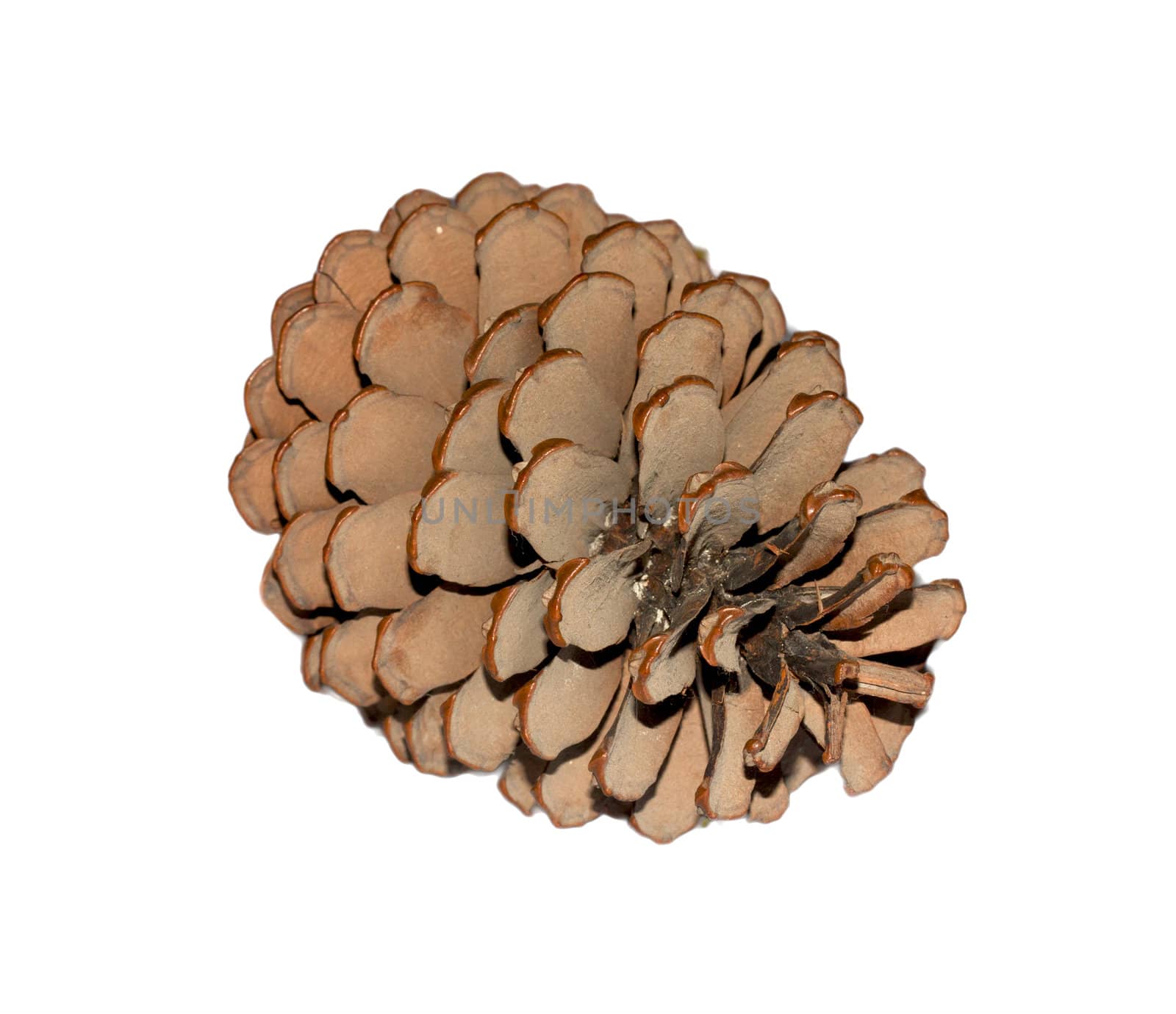 Cedar cone isolated on white background 