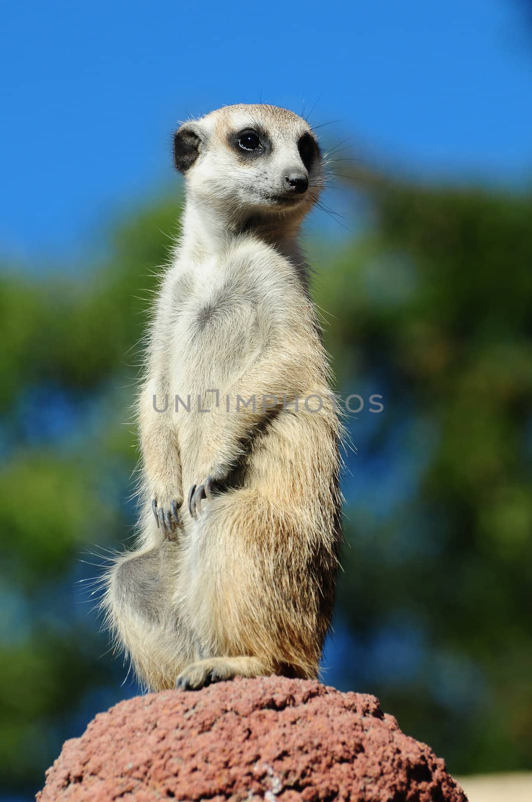 A meerkat portrait against blue sky background