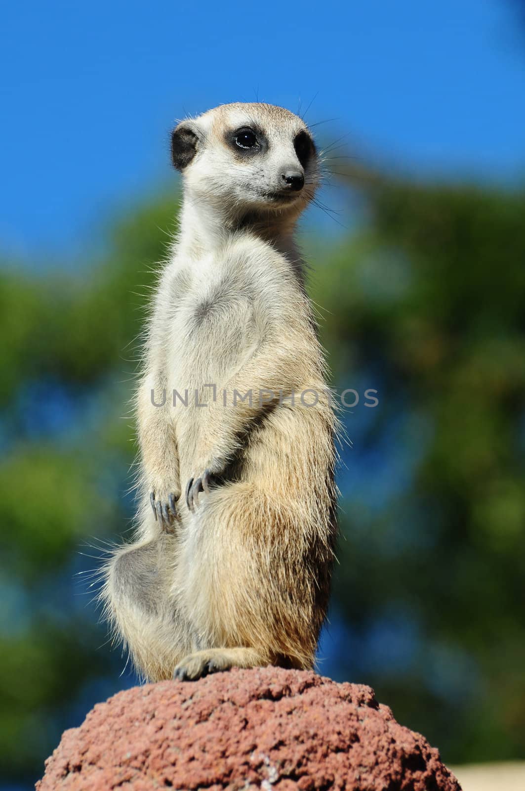 Meerkat portrait by neelsky