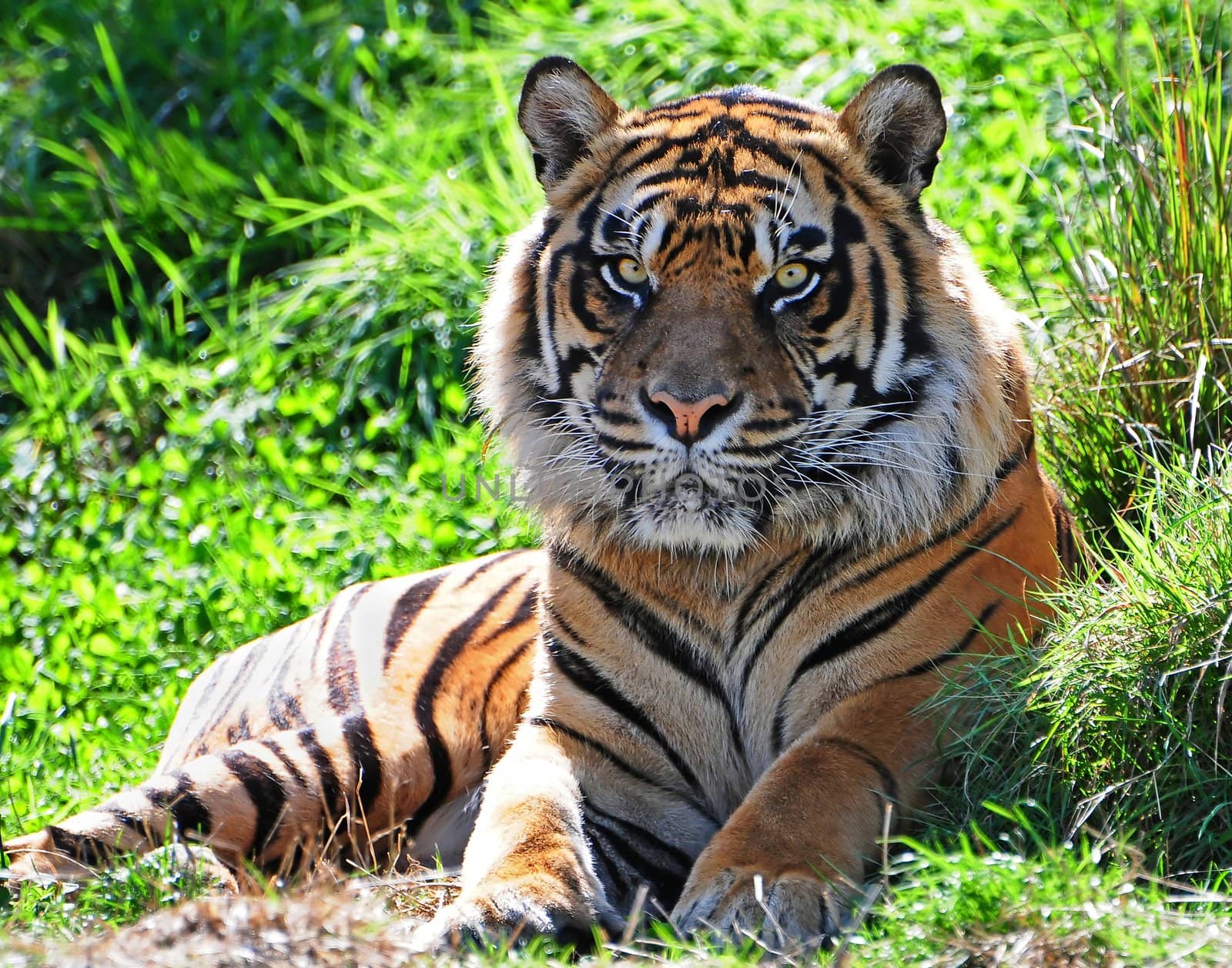 Portrait of an adult male Asian tiger with frightening eyes