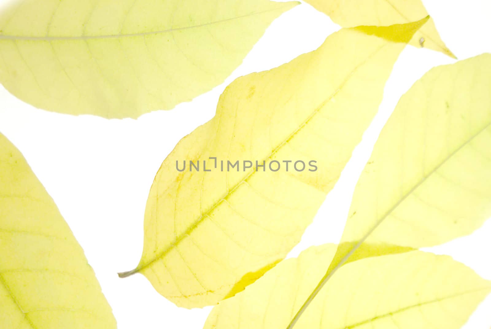 background with autumn foliage on white background