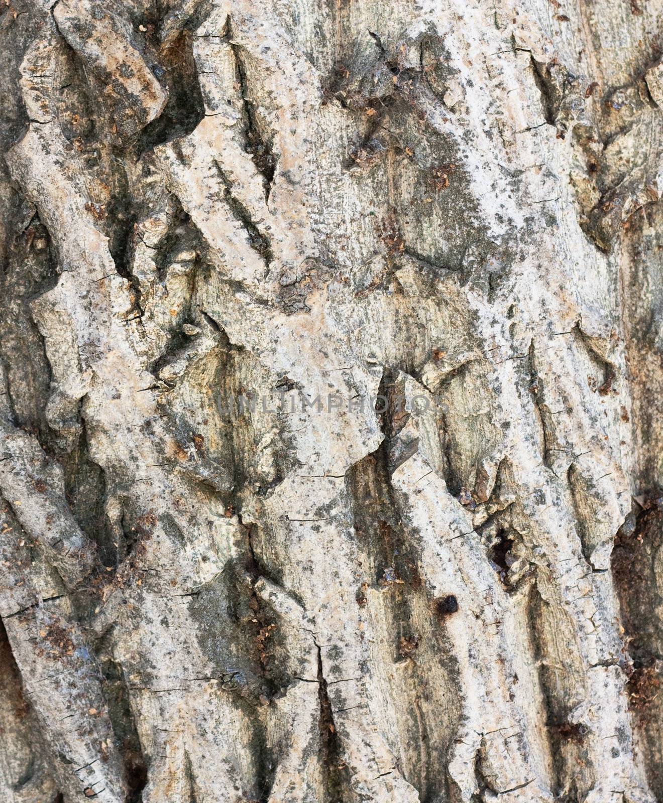 bark of tree texture by schankz