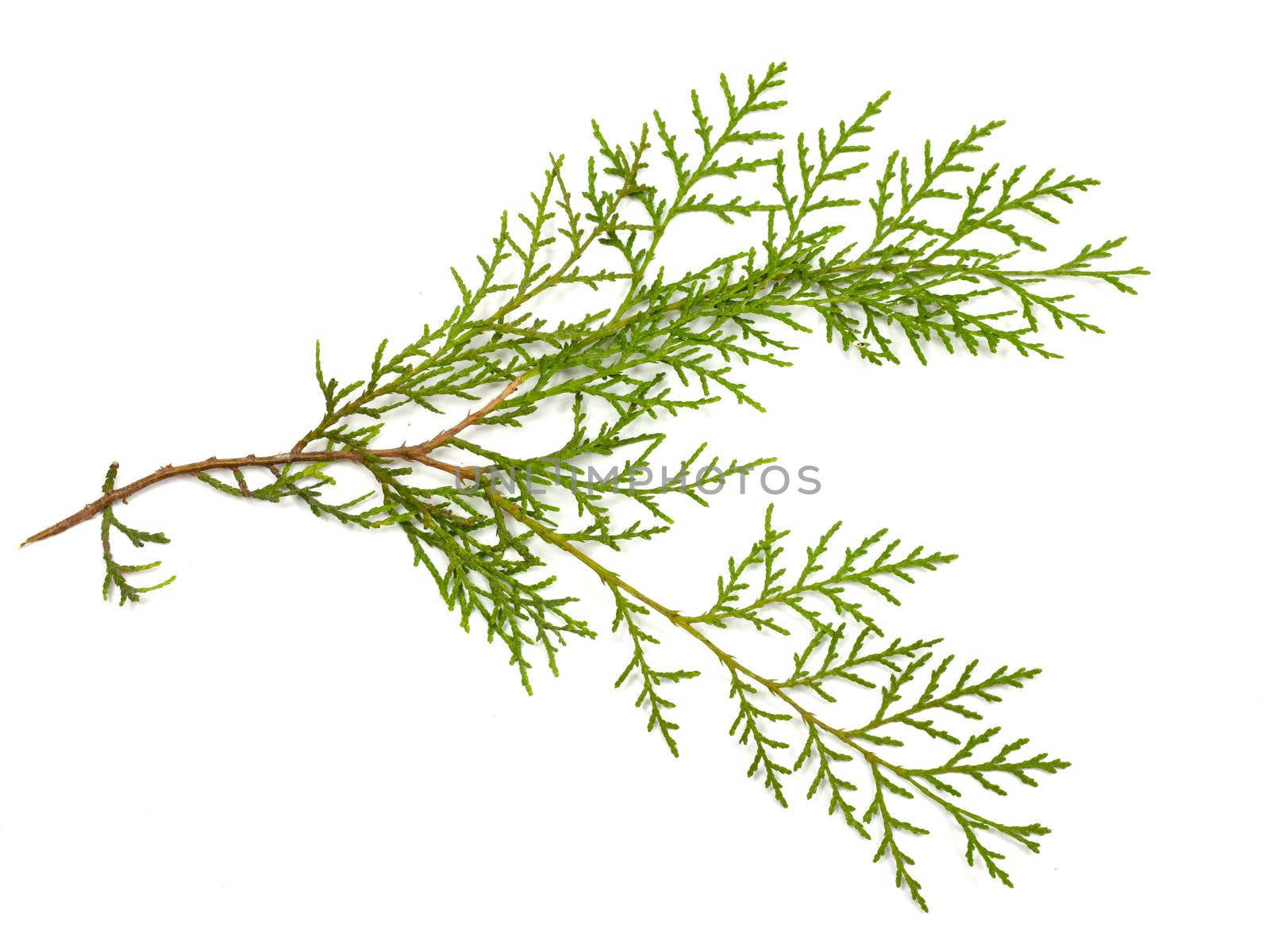 Christmas green framework isolated on white background 