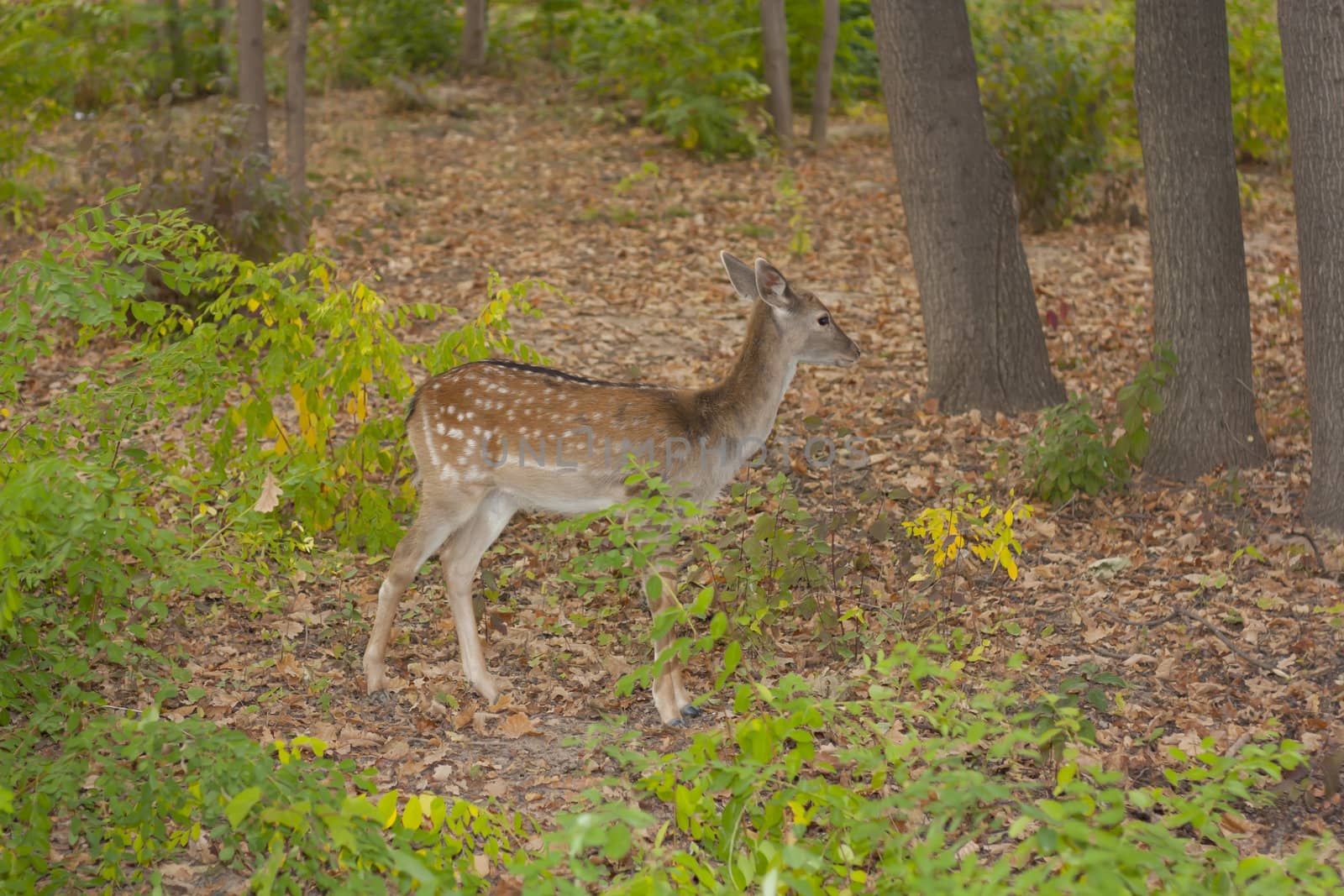 child of the red deer in wood . Bandhavgarh. India.  by schankz