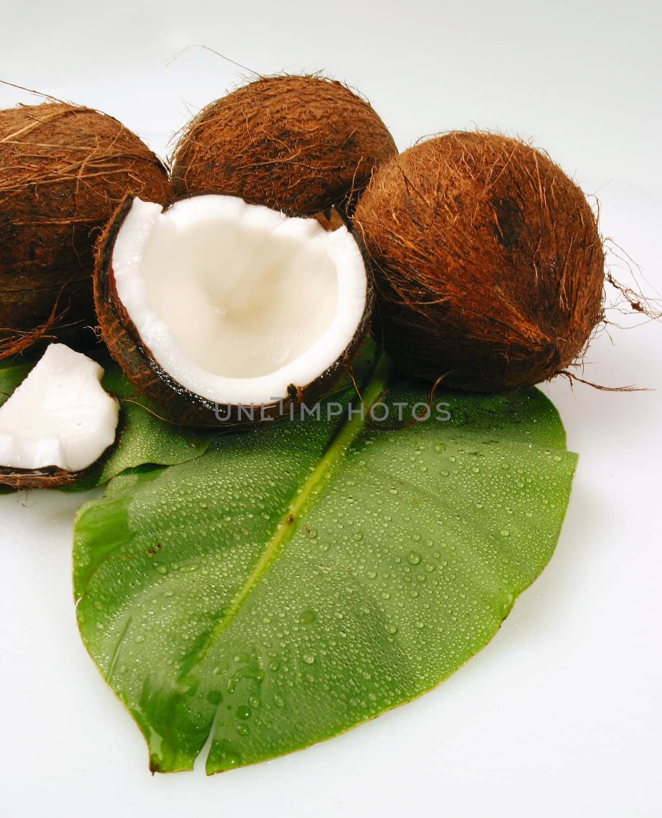 any tropical coconuts on green palm leaf