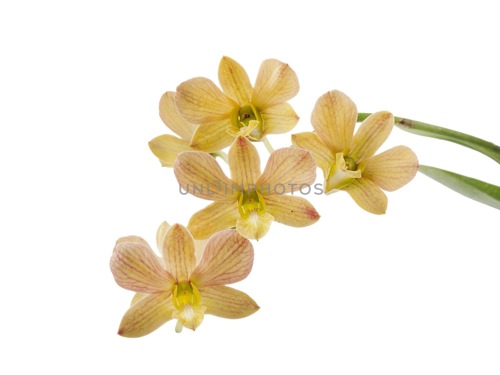 orchid isolated on white background