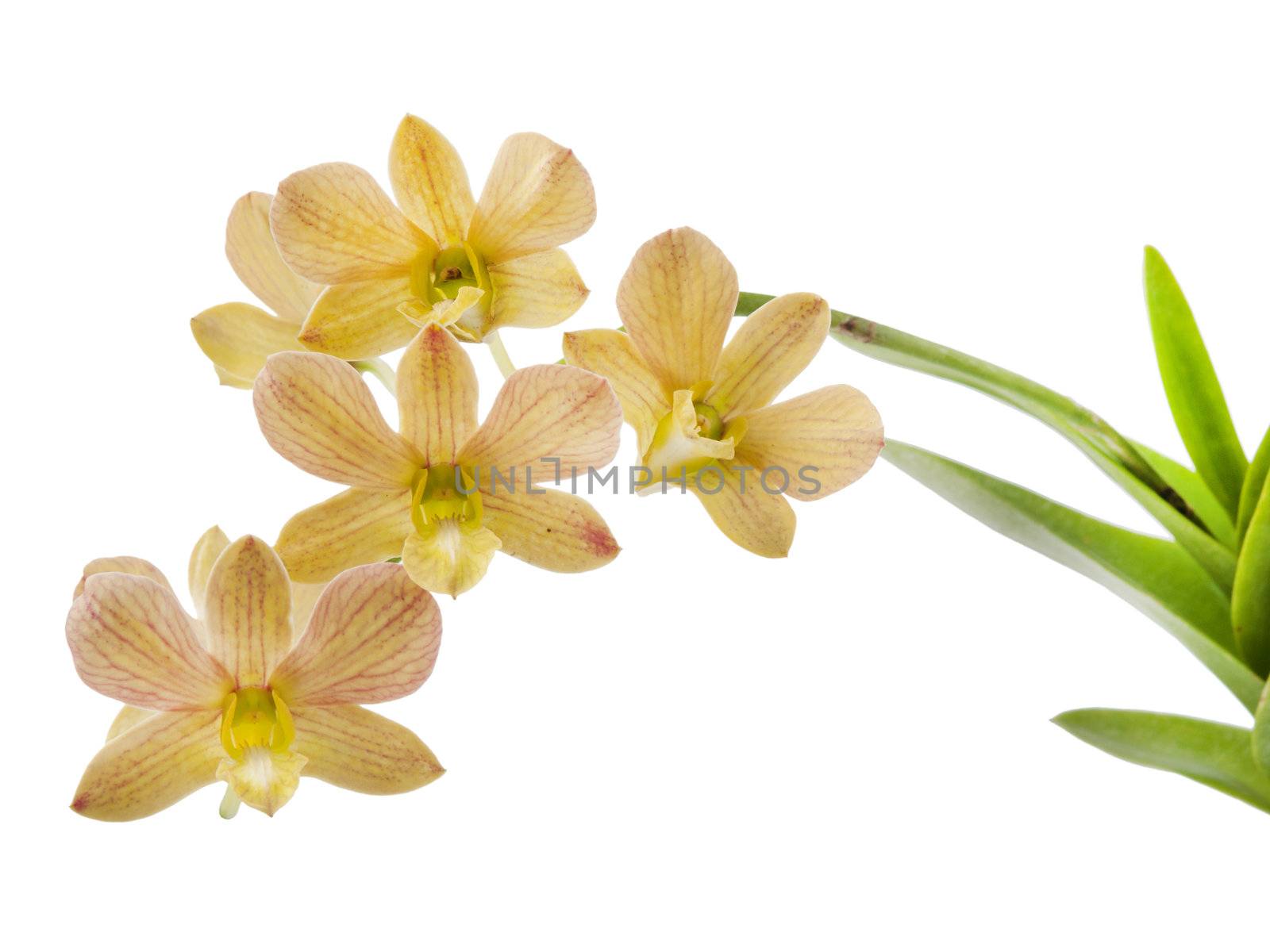 orchid isolated on white background  by FrameAngel