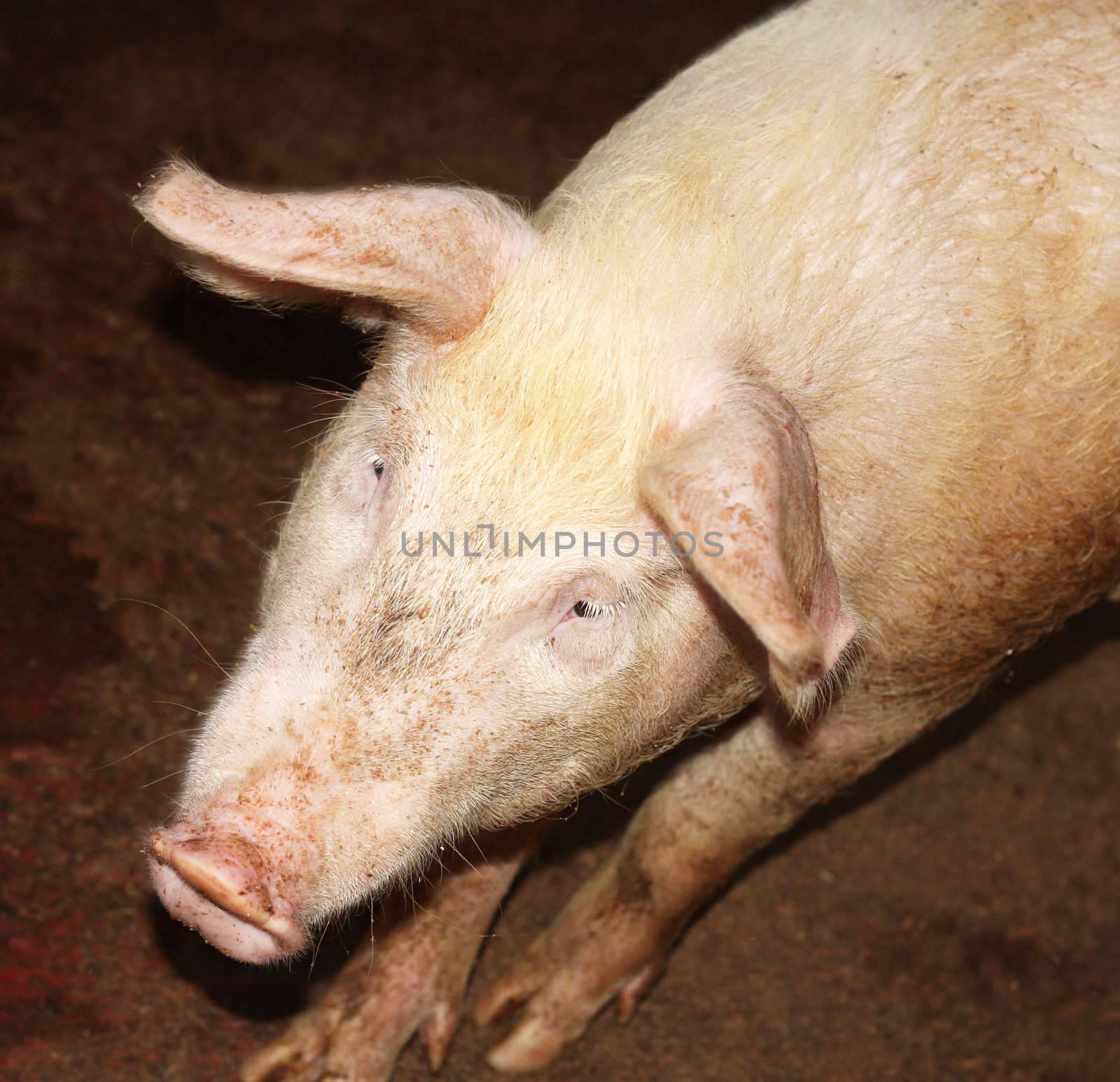 Curious pig