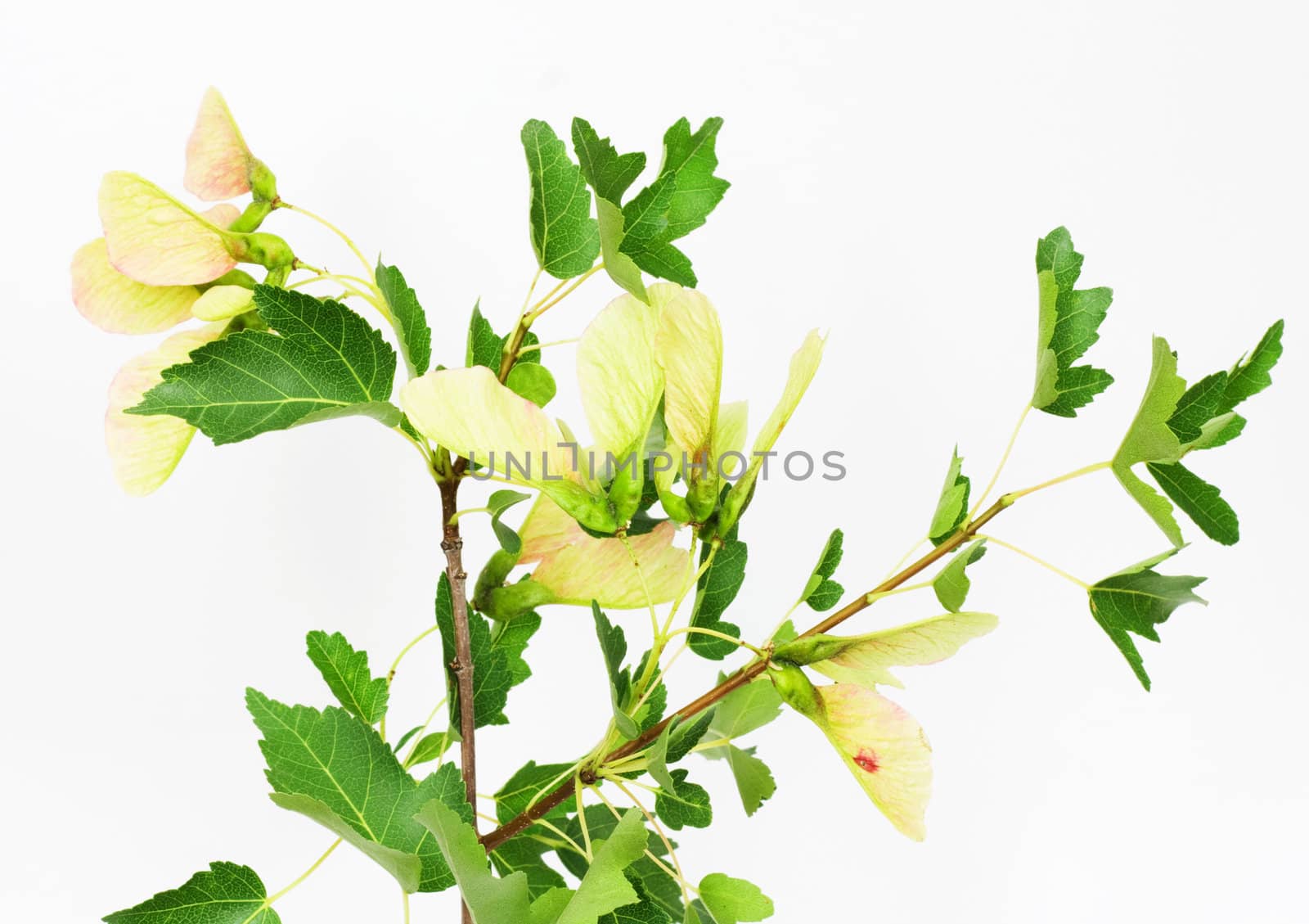 Green small leaves on the white background