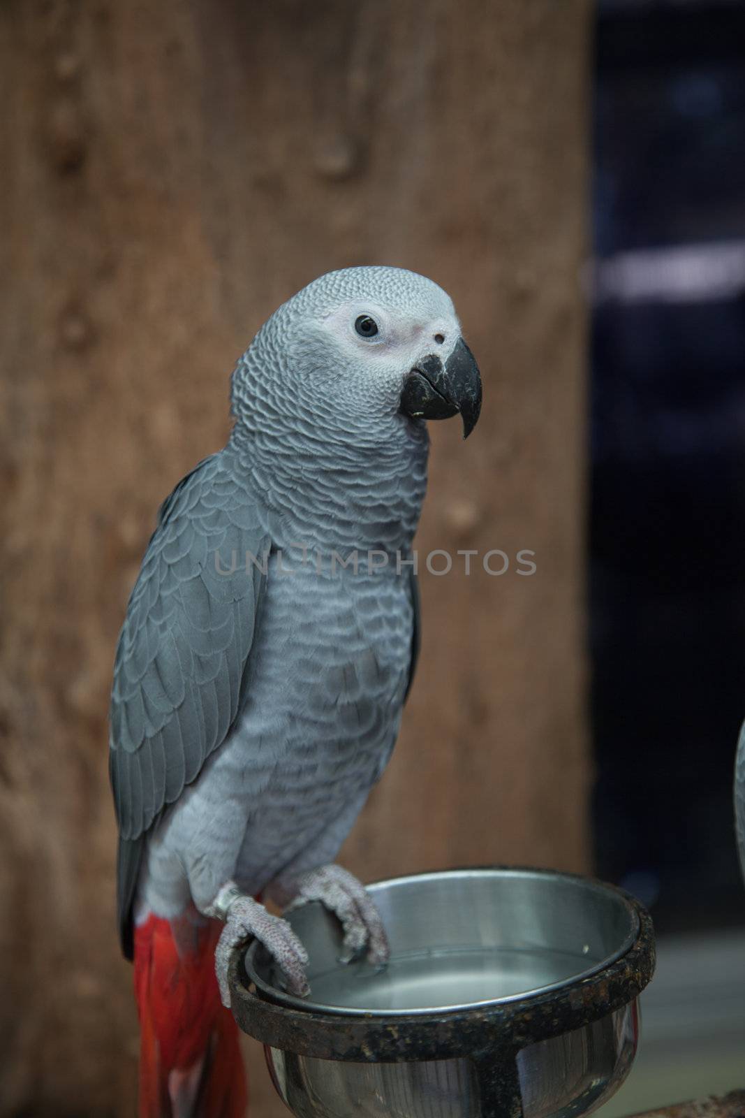 African Grey Parrot by FrameAngel