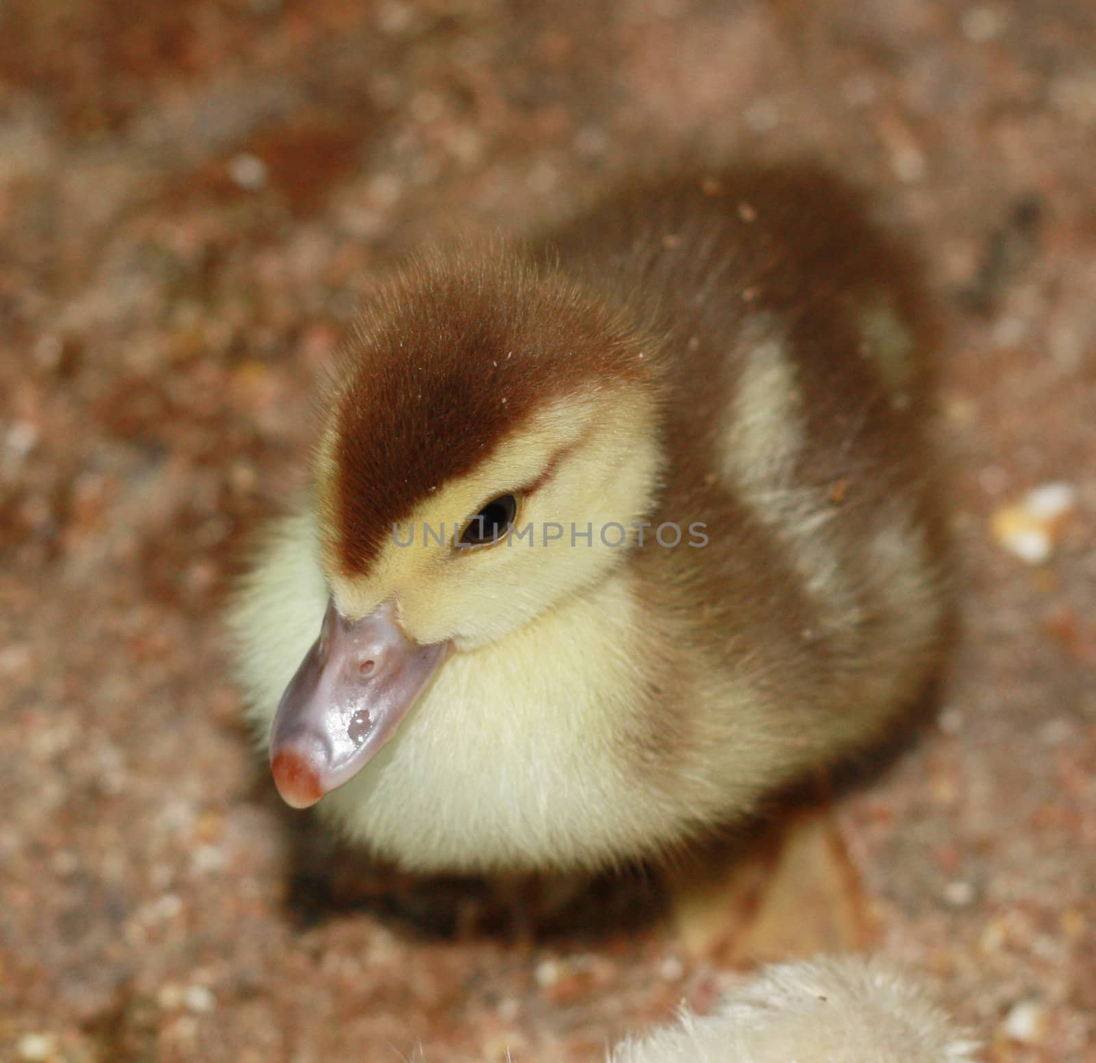 Duckling 