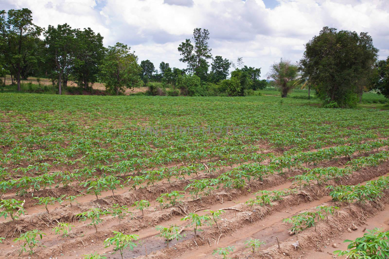 Cassava farm by FrameAngel