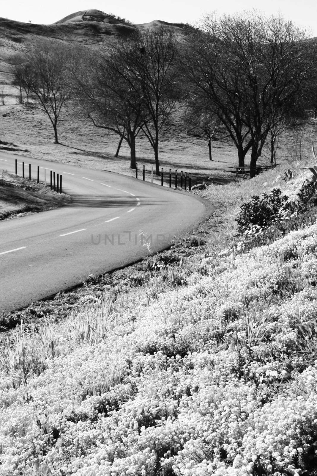 Road In A Park by MichaelFelix