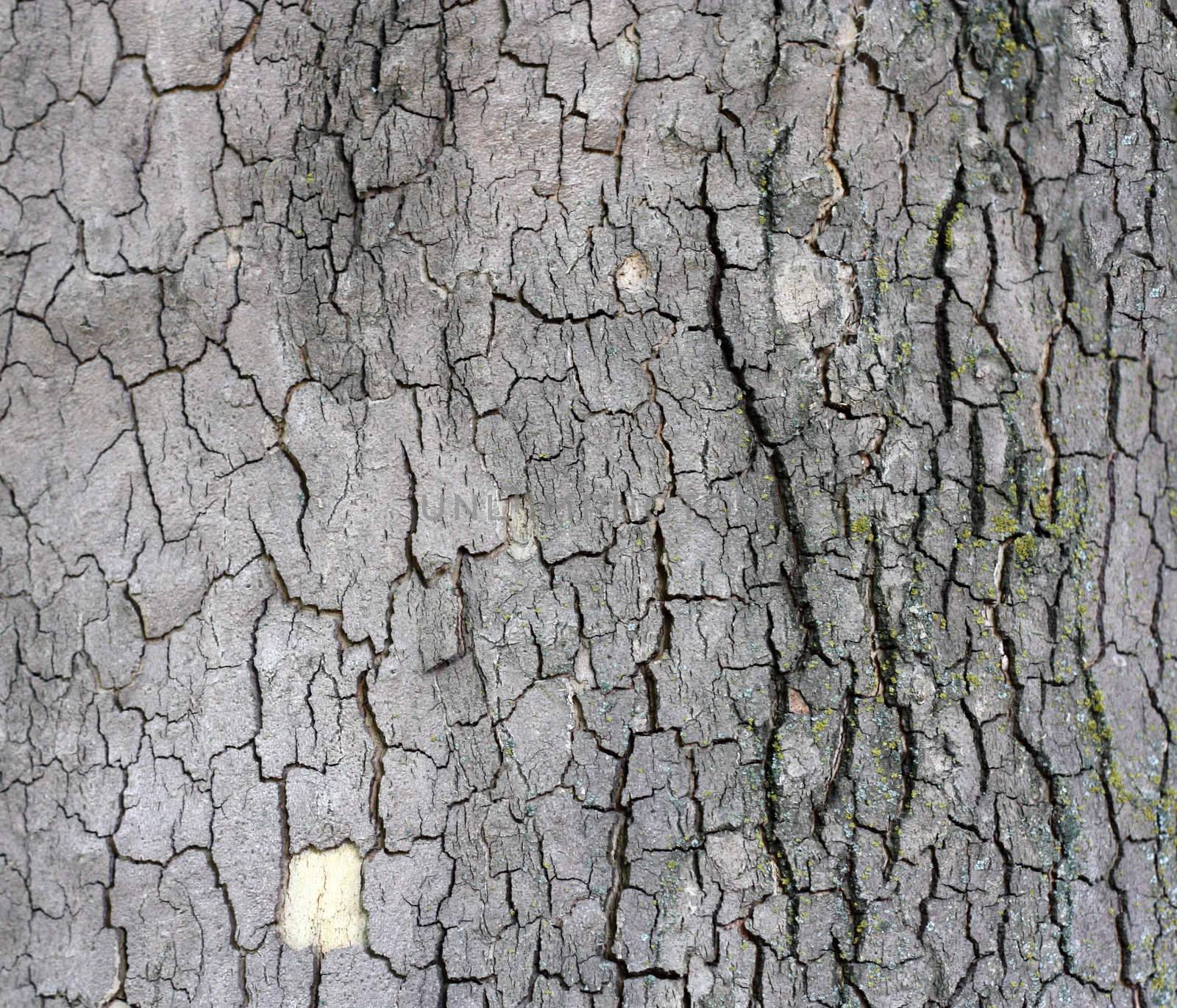 Cortex of the alder with lichen - texture  by schankz