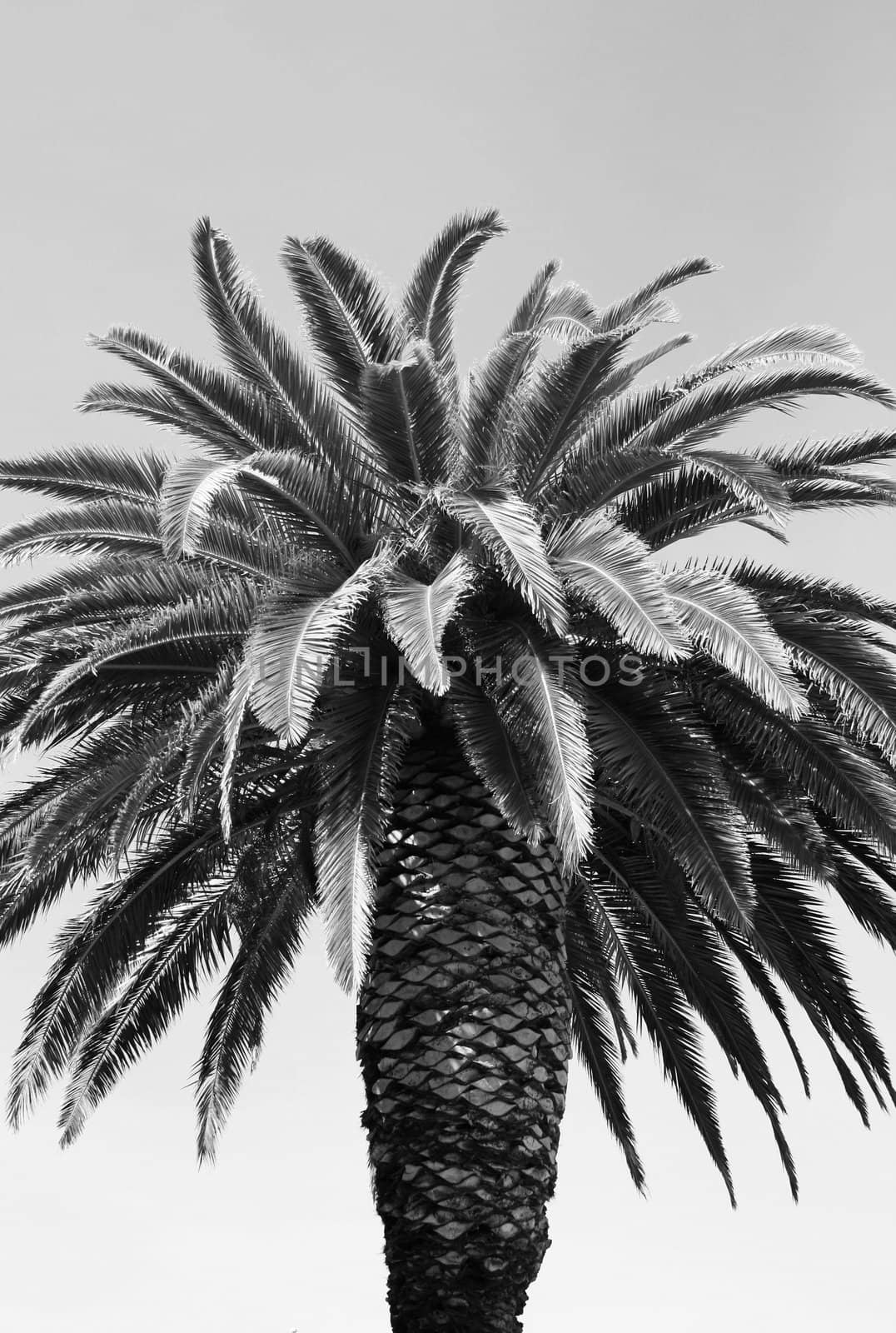 Tall tropical palm tree over blue sky.