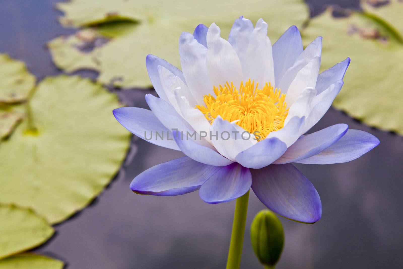 lotus blossoms or water lily flowers blooming on pond