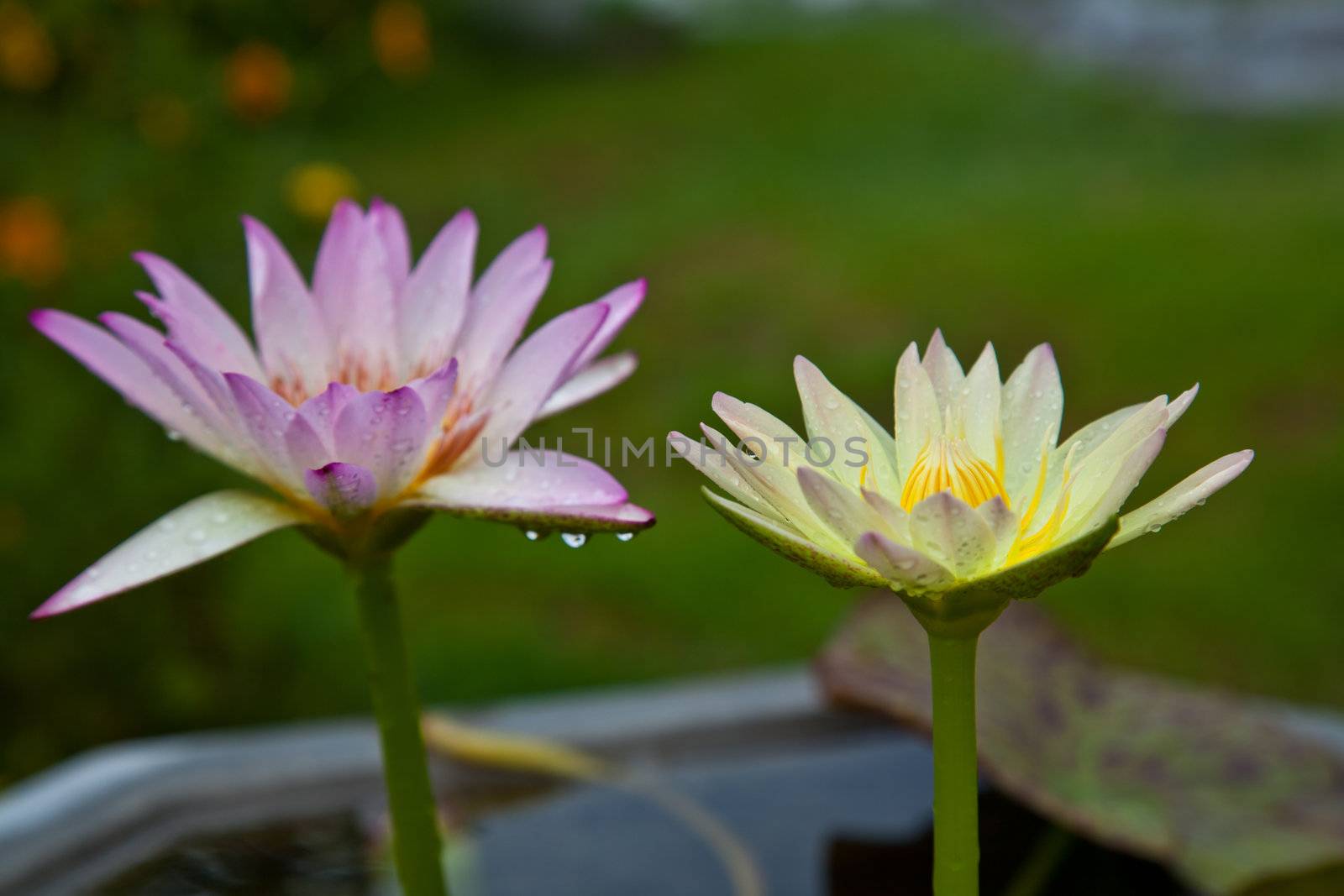 Yellow lotus blossoms or water lily flowers blooming on pond by FrameAngel