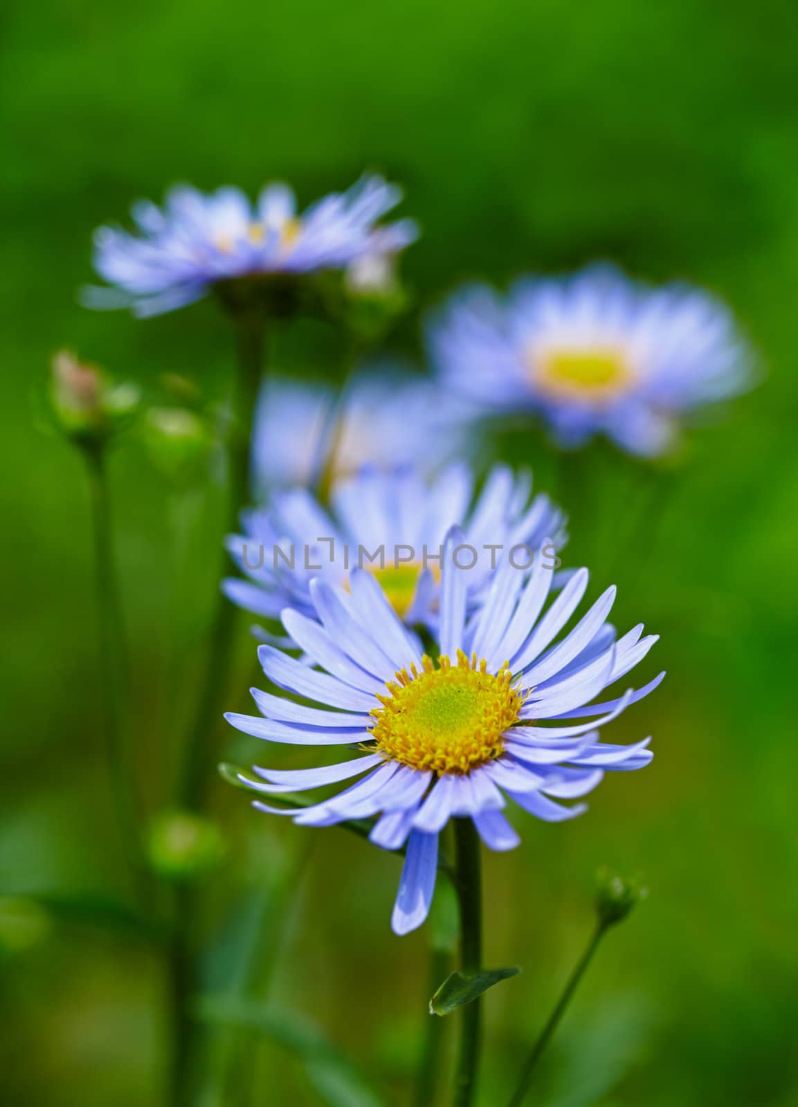 Blue wildflowers on green background by pzaxe