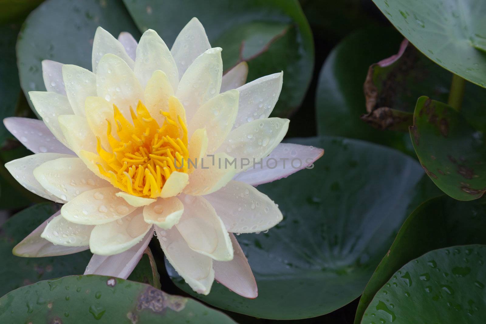 lotus blossoms or water lily flowers blooming on pond by FrameAngel