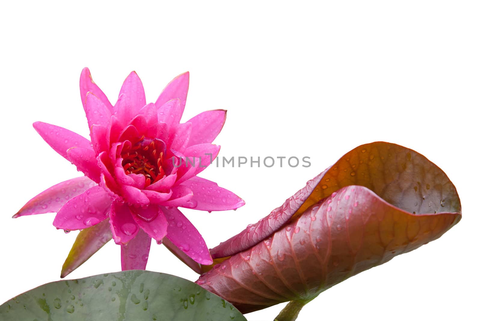 lotus blossoms or water lily flowers blooming on pond by FrameAngel