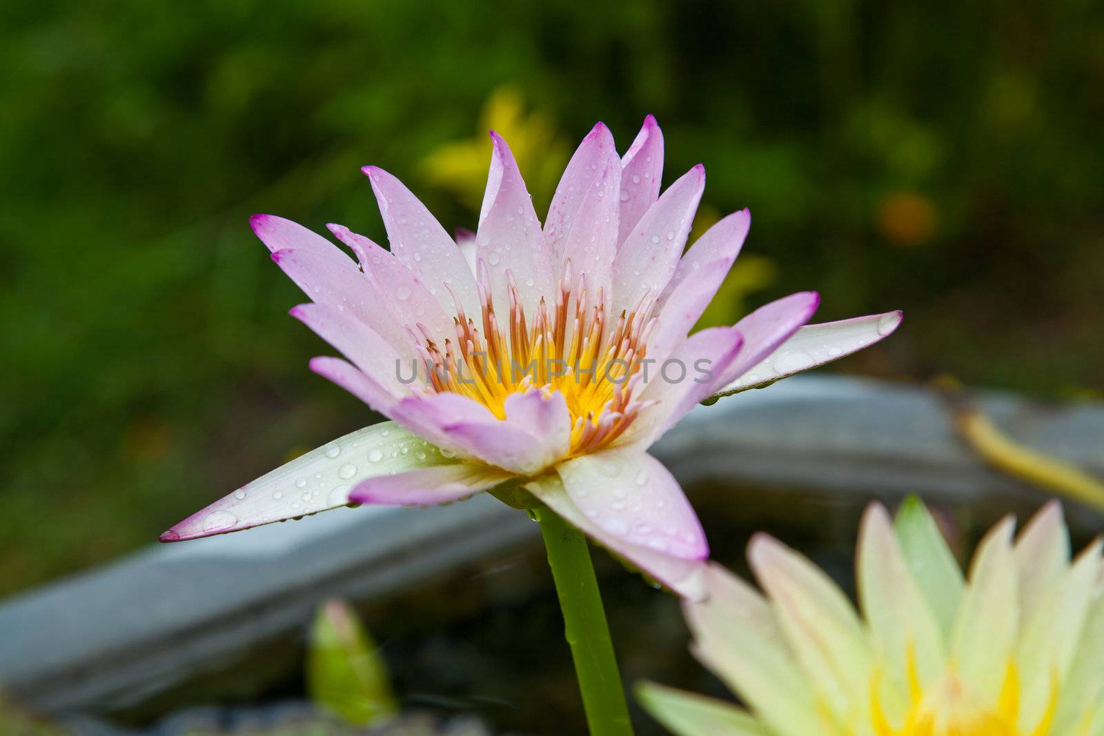 lotus blossoms or water lily flowers blooming on pond by FrameAngel