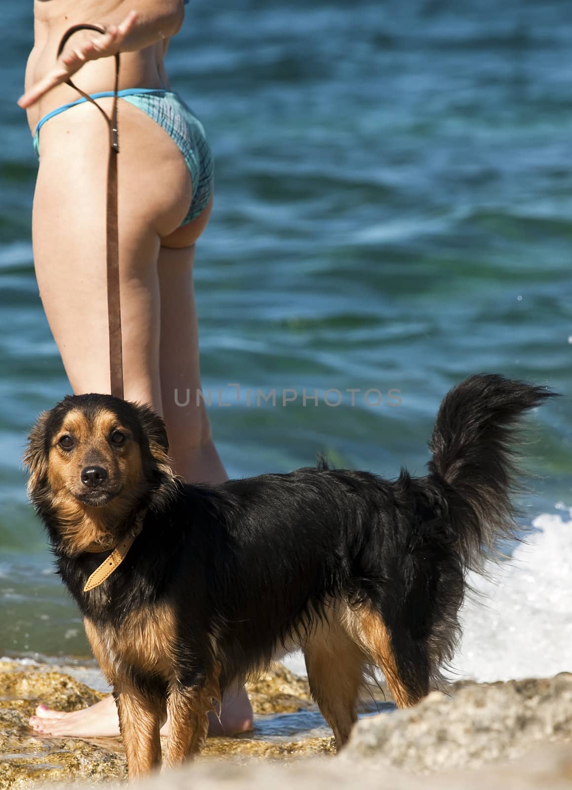 A cute black and tan crossbreed by the coast