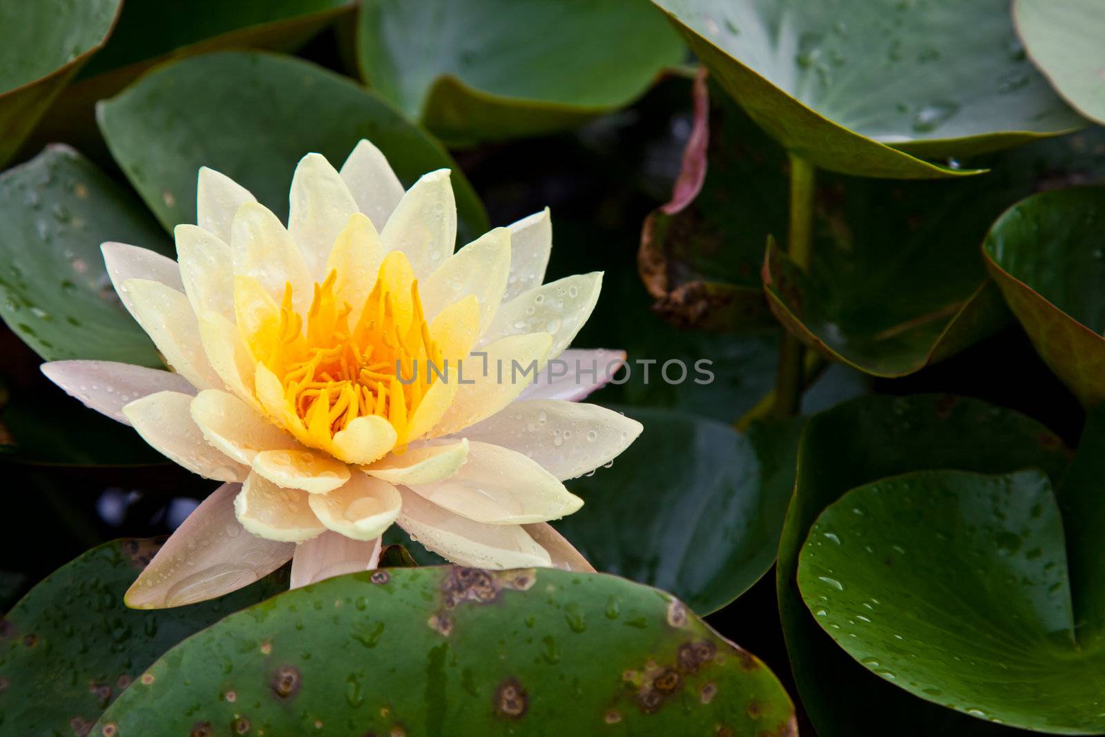 lotus blossoms or water lily flowers blooming on pond by FrameAngel