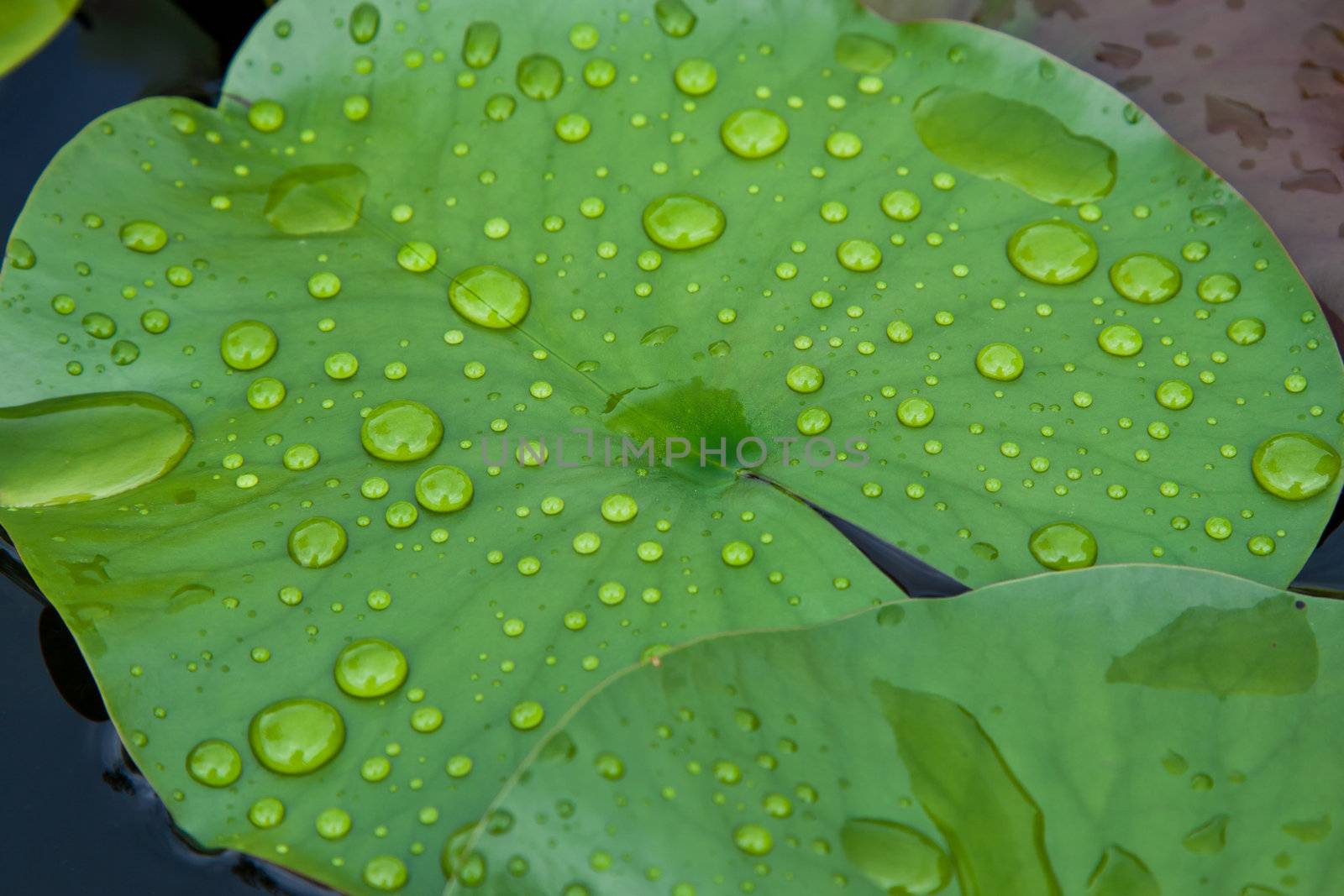 water drops on leaf lotus by FrameAngel