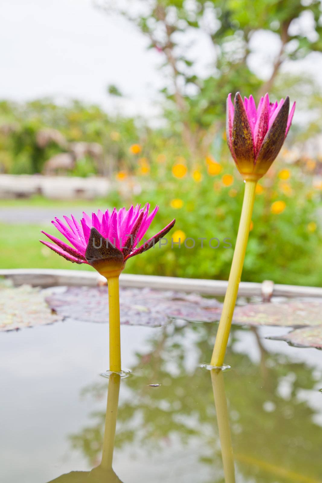 lotus blossoms or water lily flowers blooming on pond