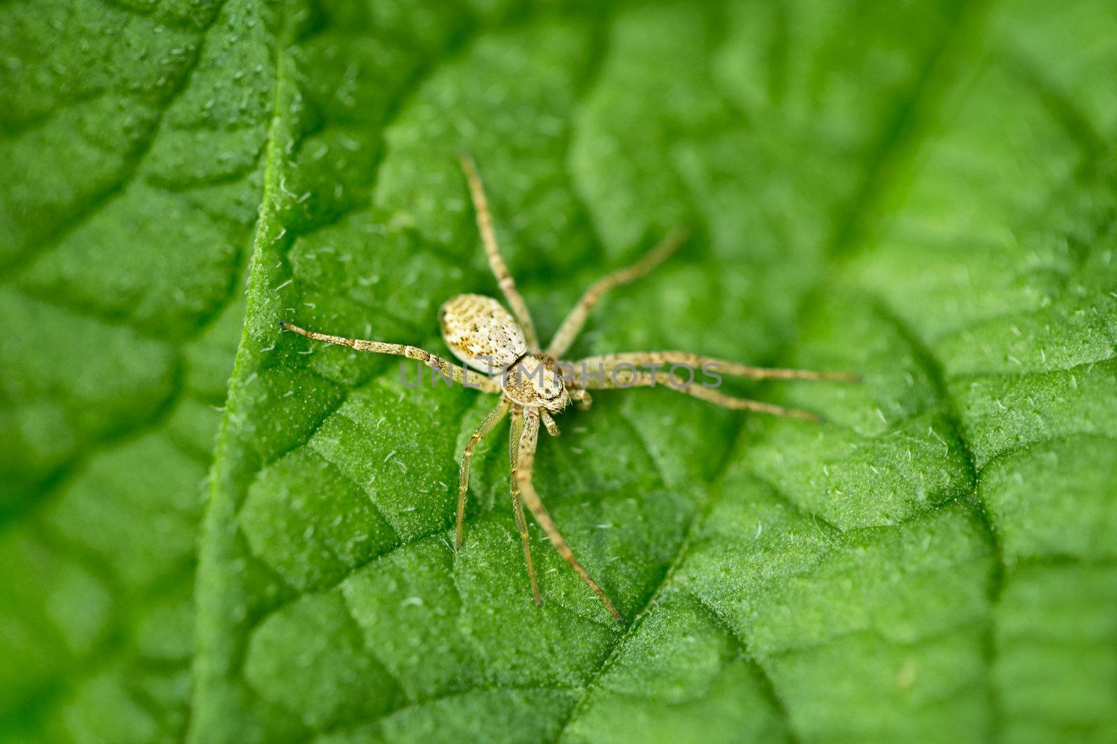 Small brown spider on green leaf - macro