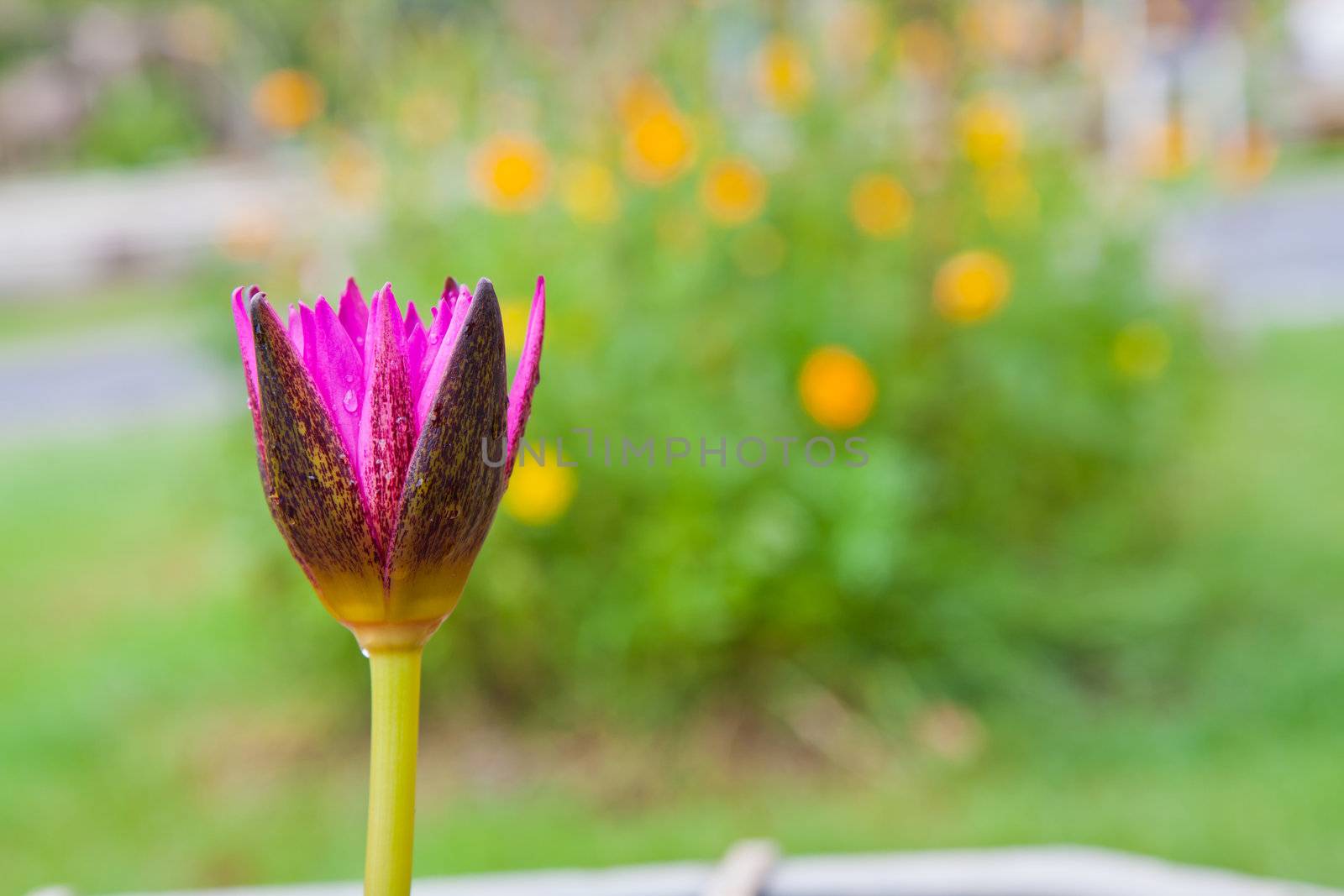 lotus blossoms or water lily flowers blooming on pond by FrameAngel