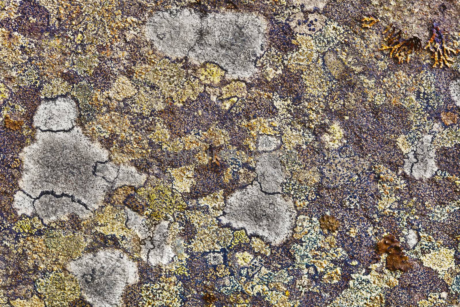 Granite rocks covered with lichen by pzaxe