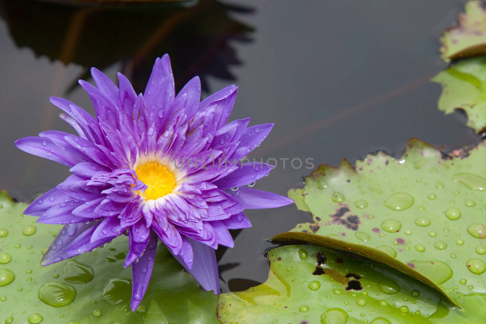 lotus blossoms or water lily flowers blooming on pond by FrameAngel