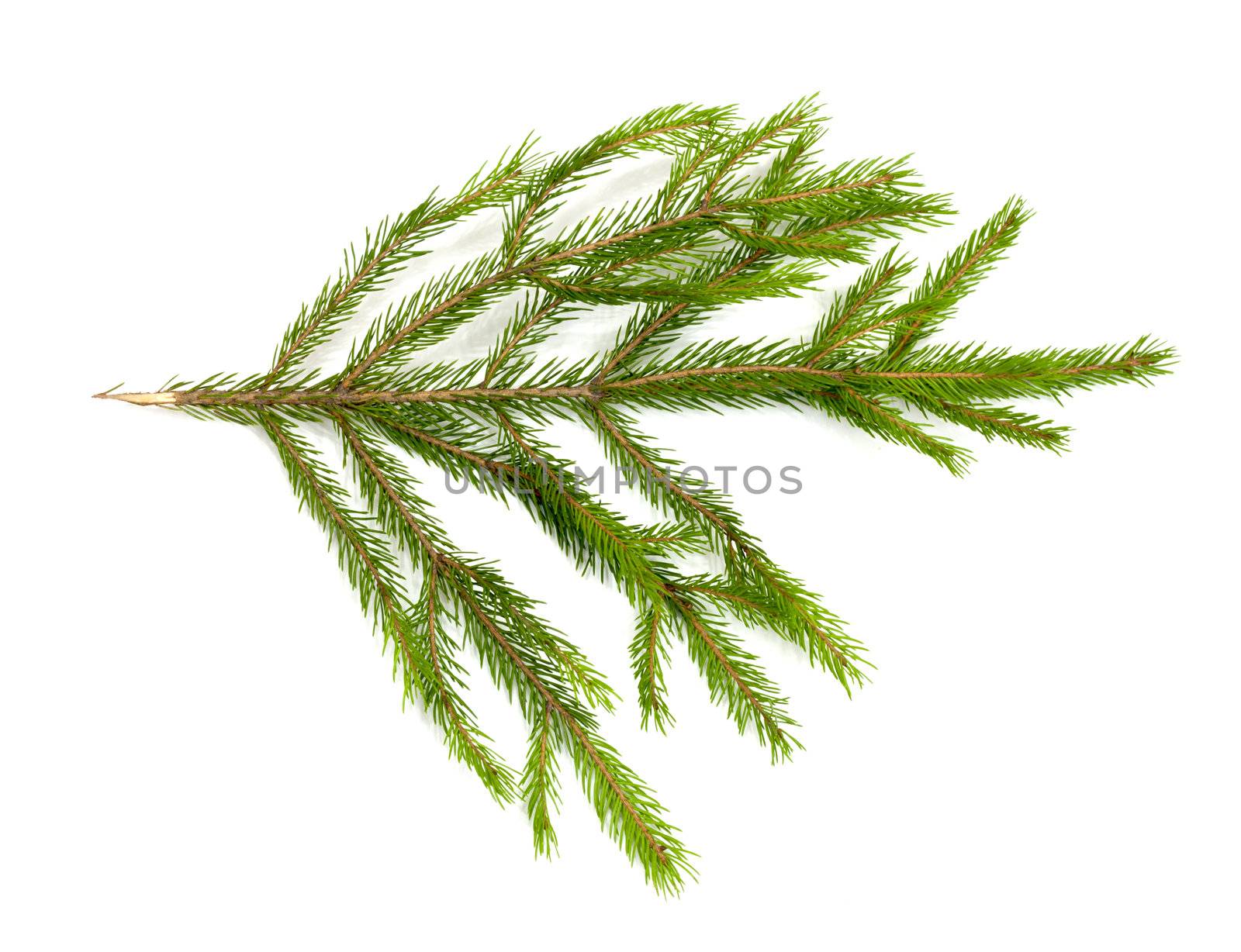 Christmas green framework isolated on white background 