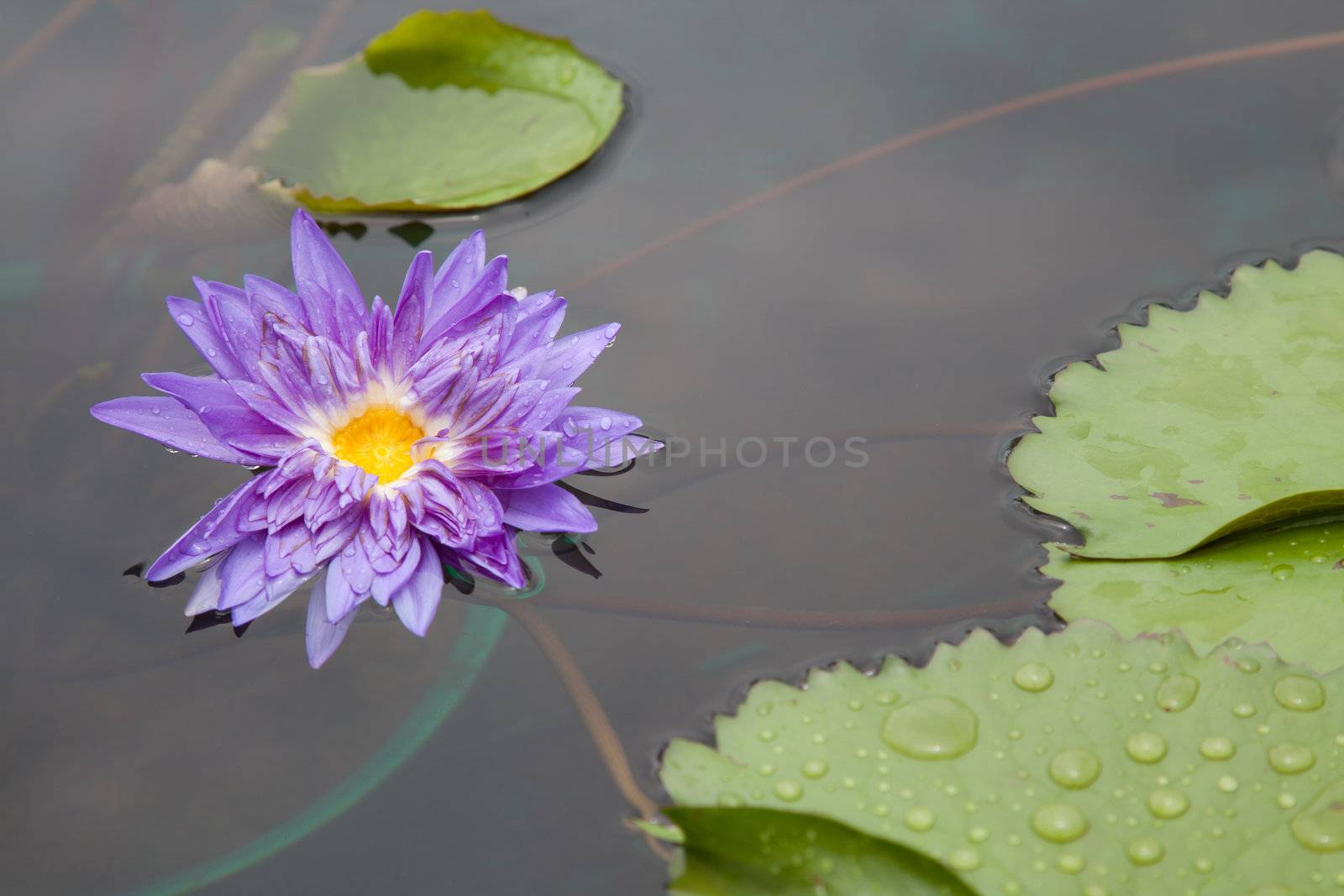 lotus blossoms or water lily flowers blooming on pond by FrameAngel