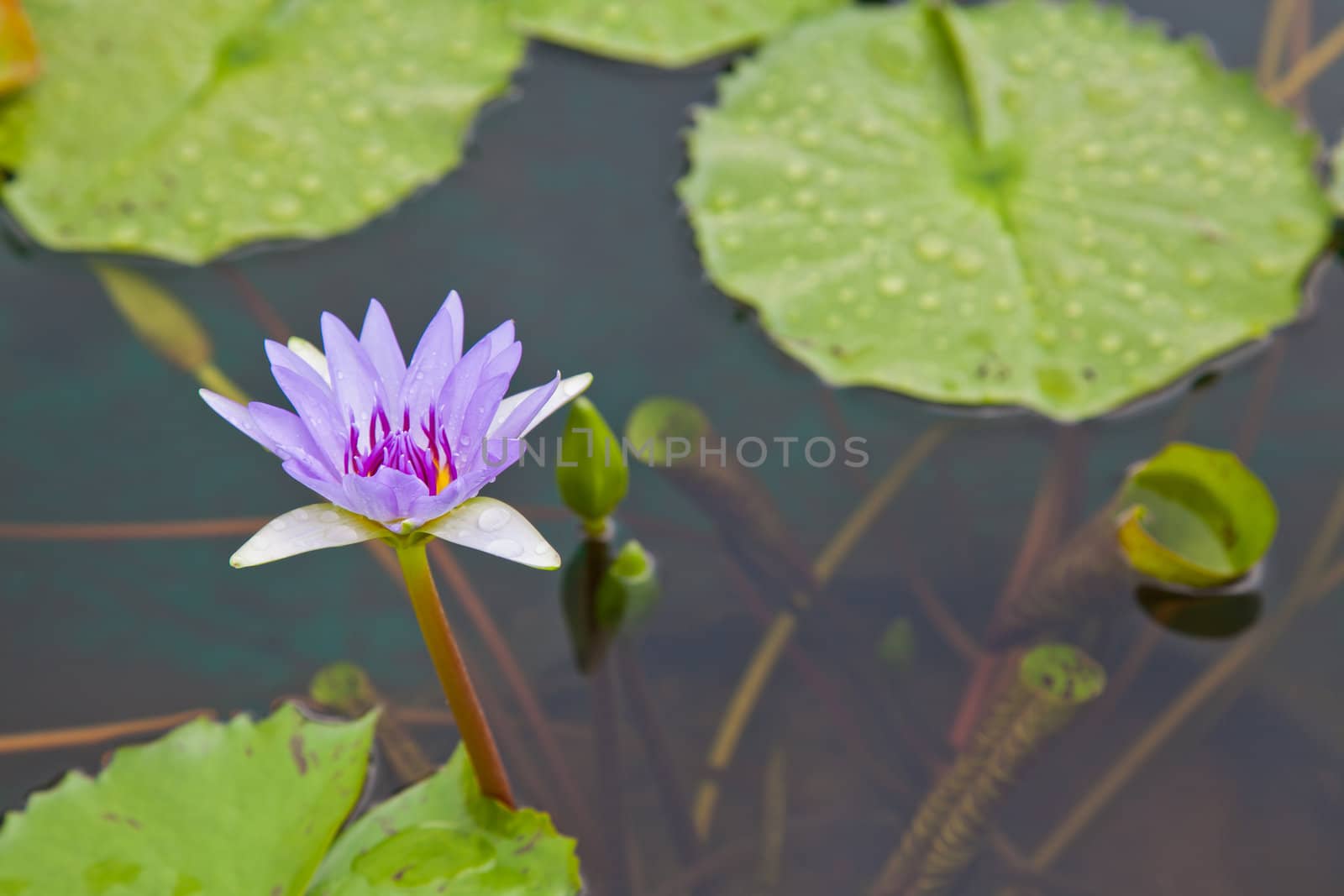 lotus blossoms or water lily flowers blooming on pond by FrameAngel