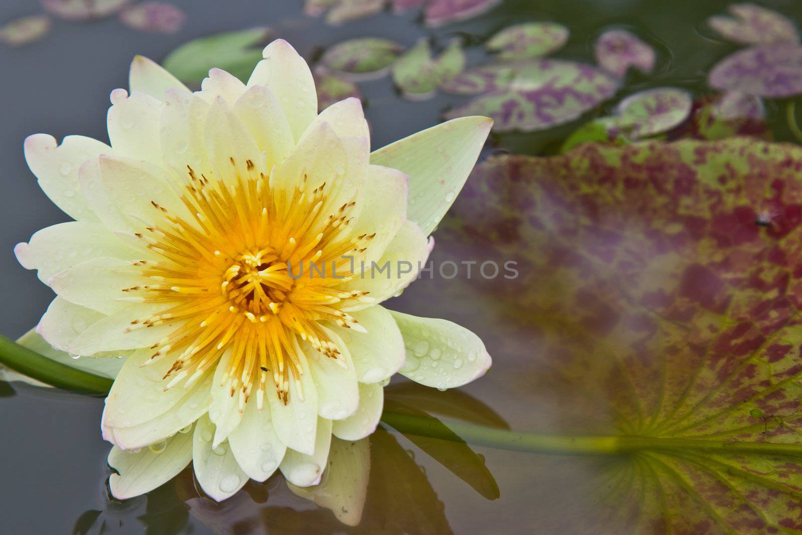 lotus blossoms or water lily flowers blooming on pond by FrameAngel