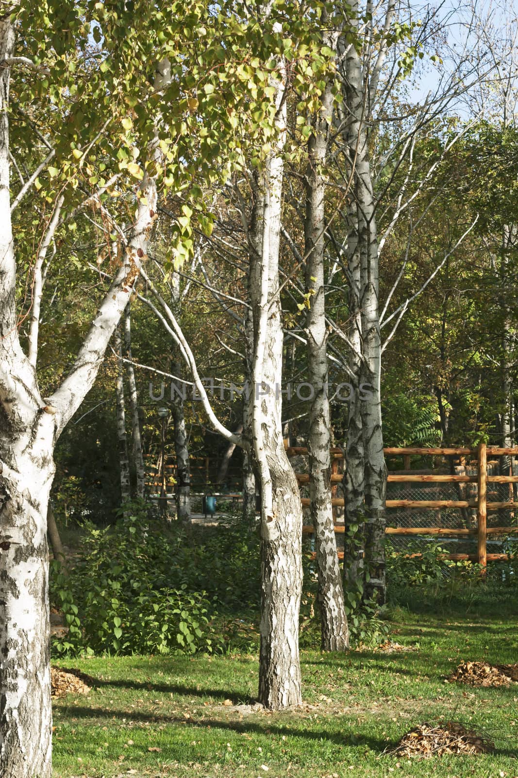 birches by autumn
