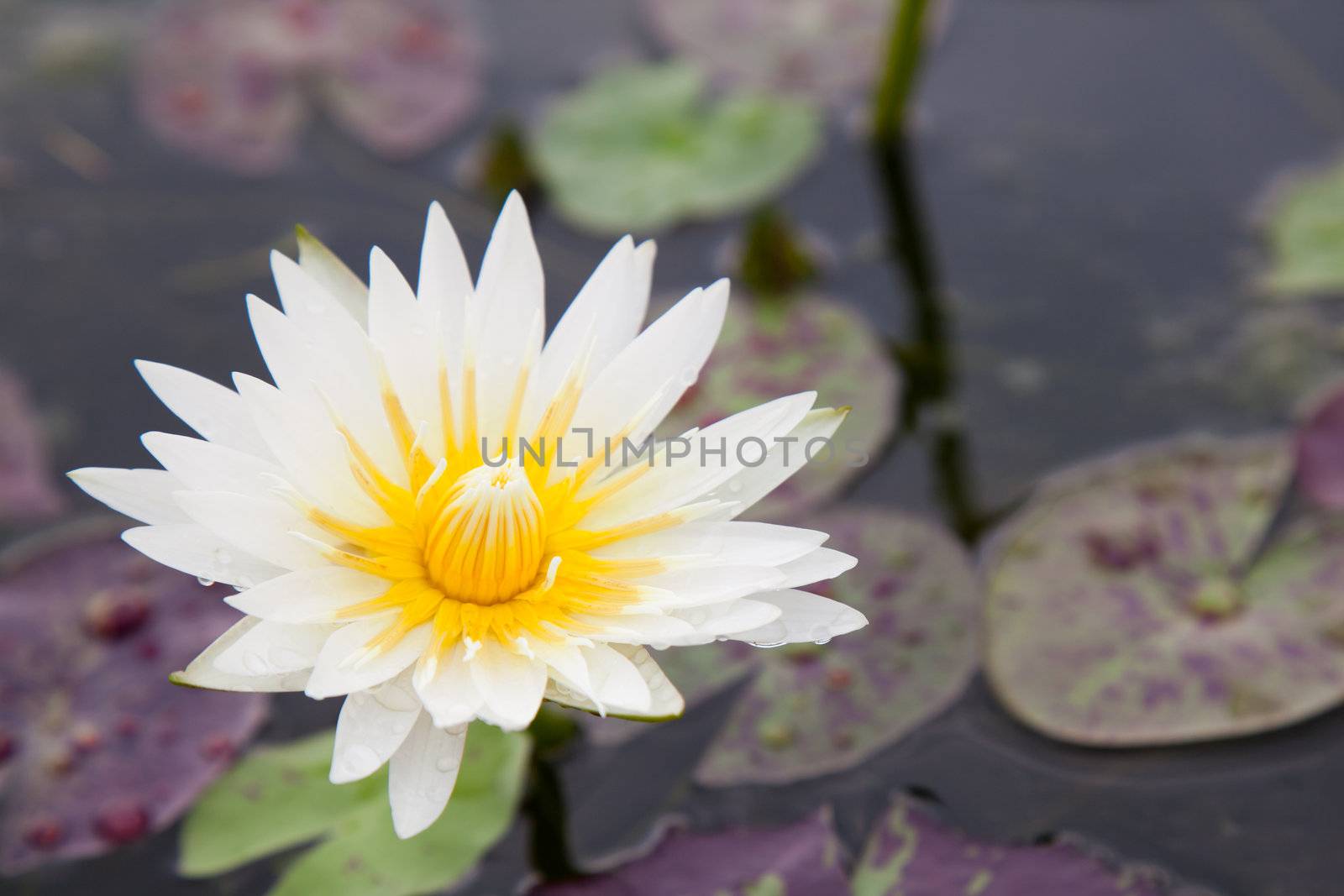 lotus blossoms or water lily flowers blooming on pond by FrameAngel